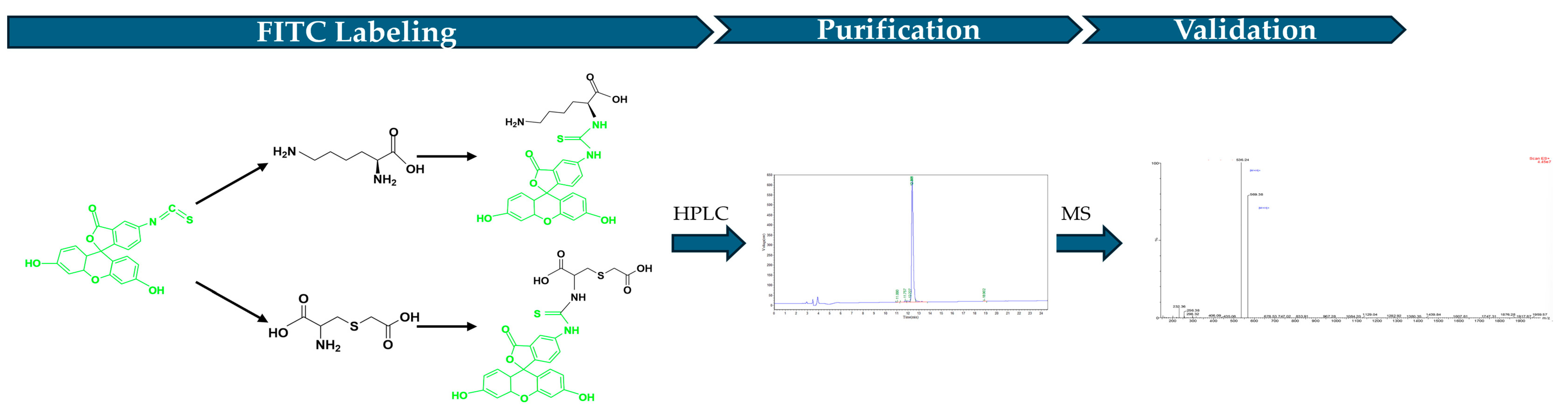 Antioxidants 14 00606 g002 Antioxidants 14 00606 g002