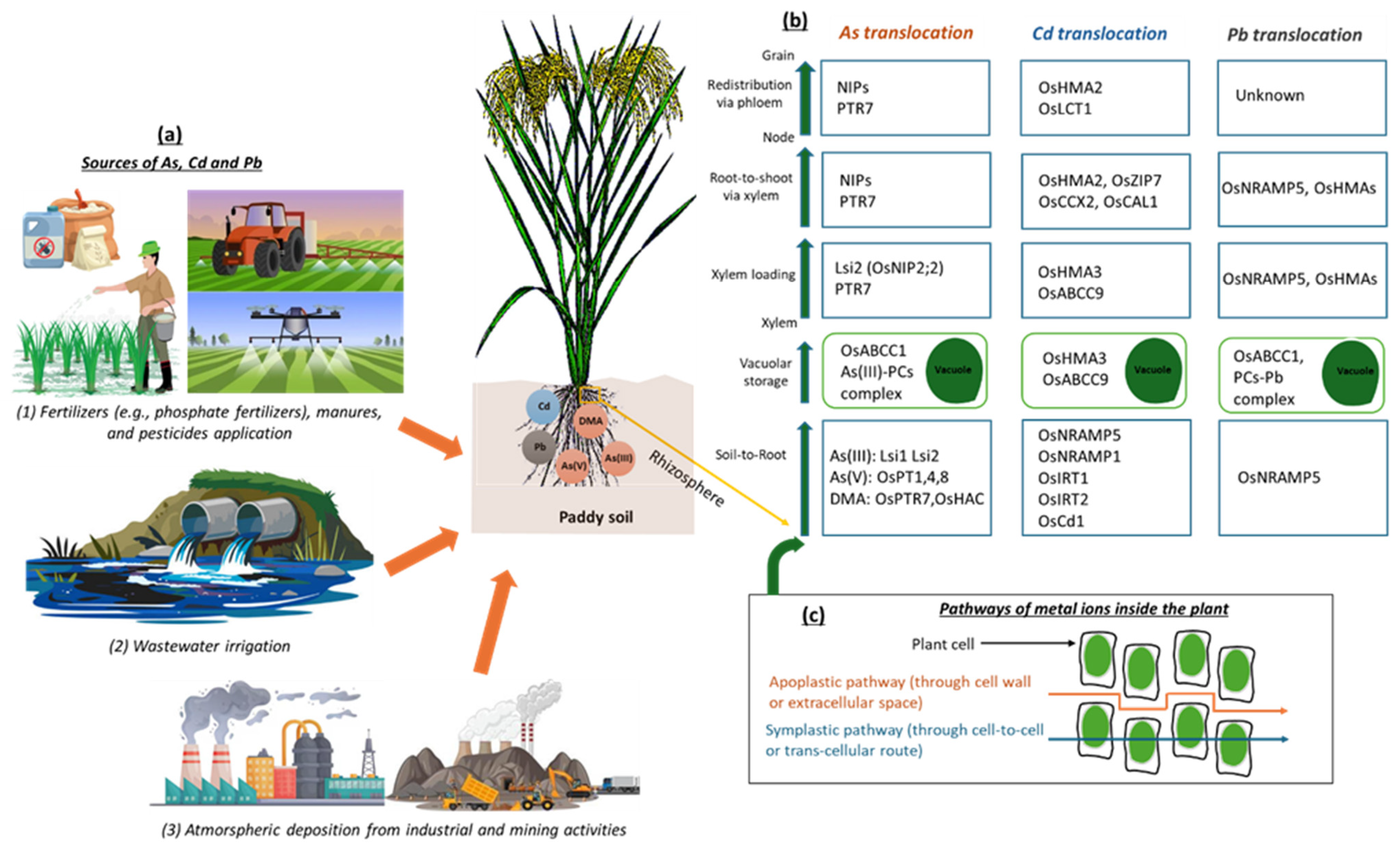 Antioxidants 14 00607 g001
