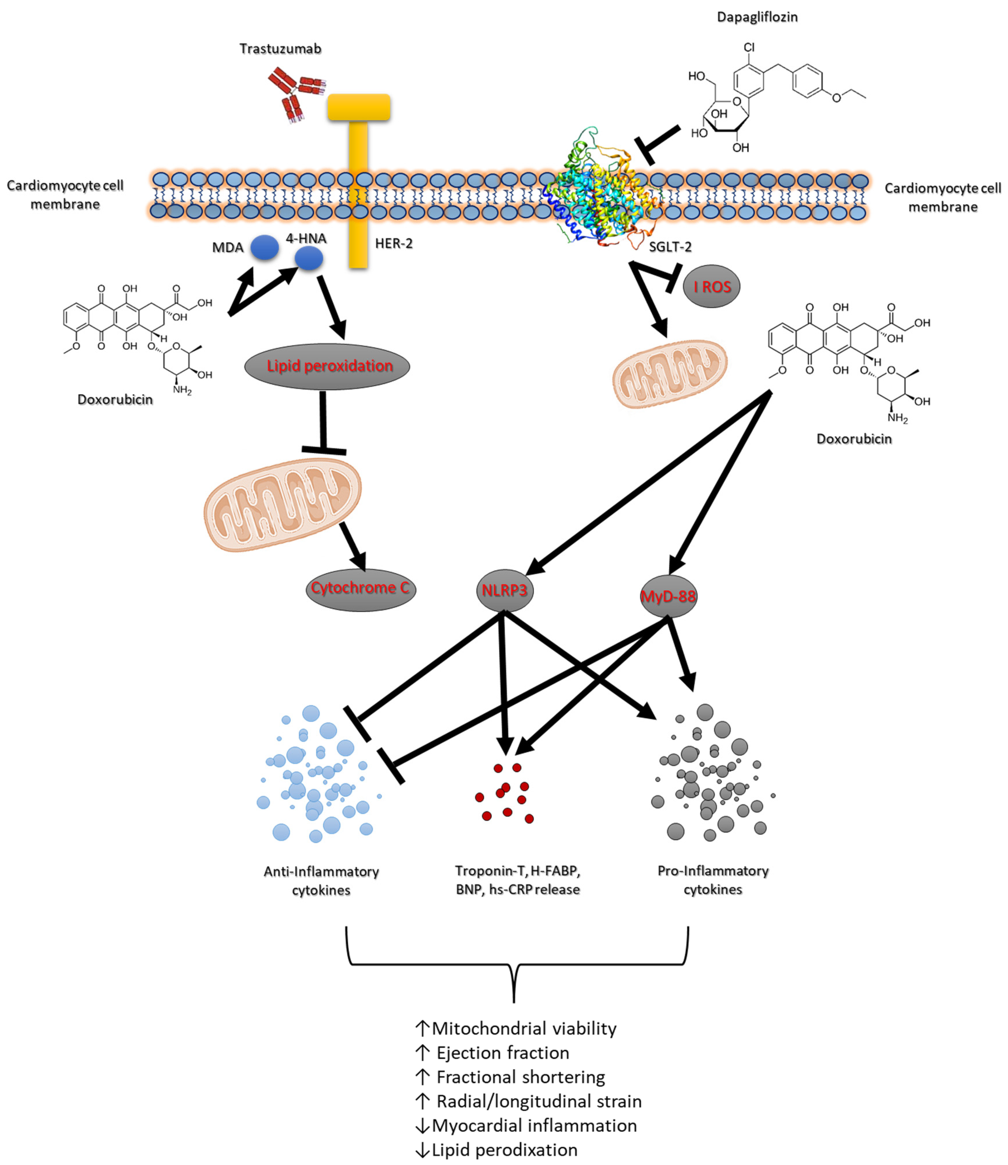 Antioxidants 14 00612 g007