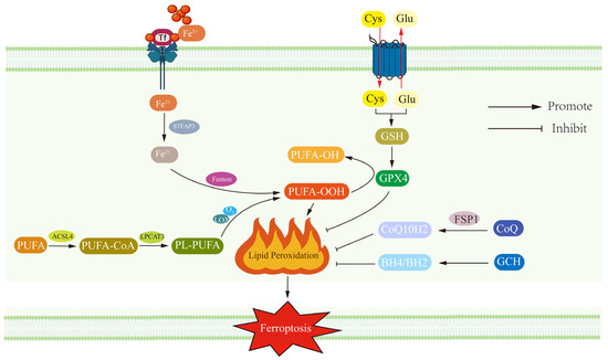 The Ferroptosis–Mitochondrial Axis in Depression: Unraveling