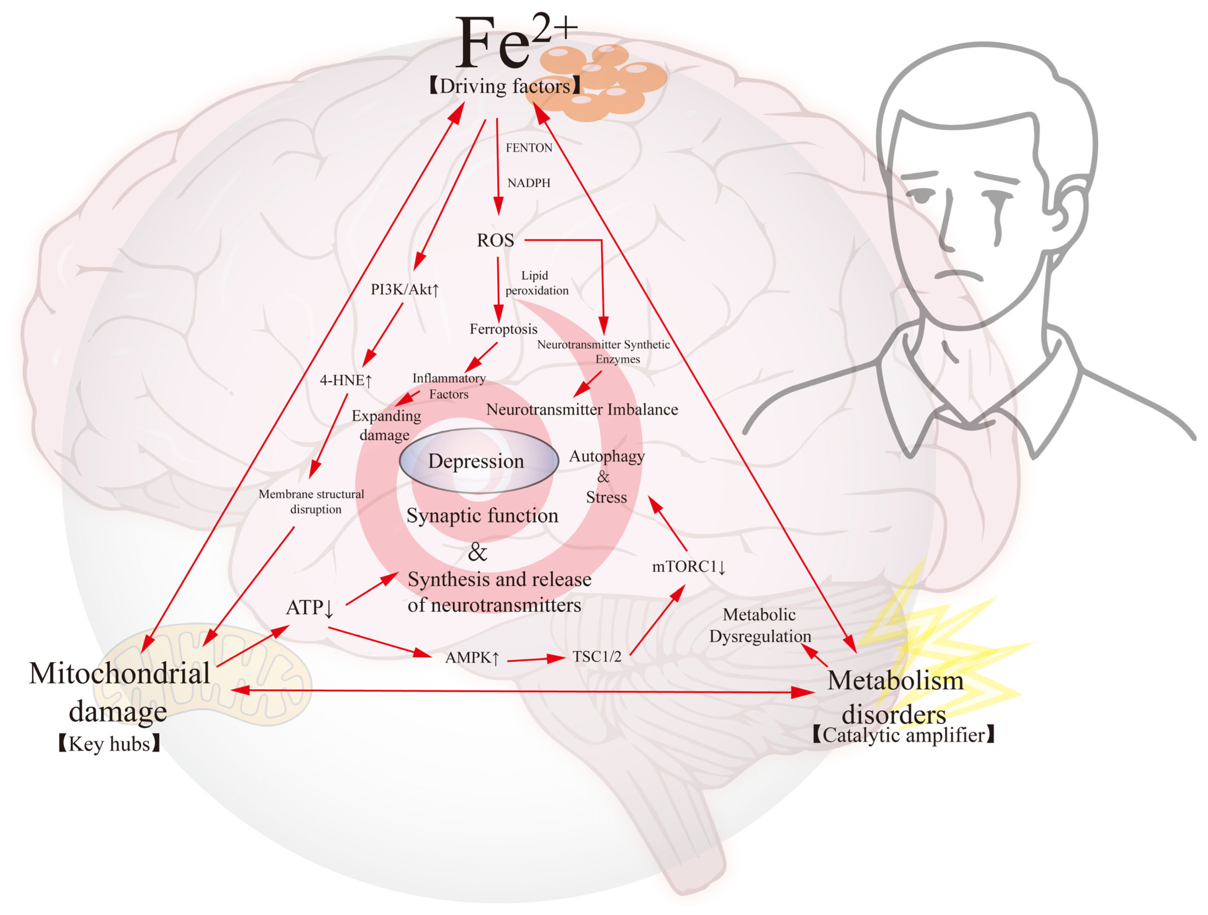 Antioxidants 14 00613 g004