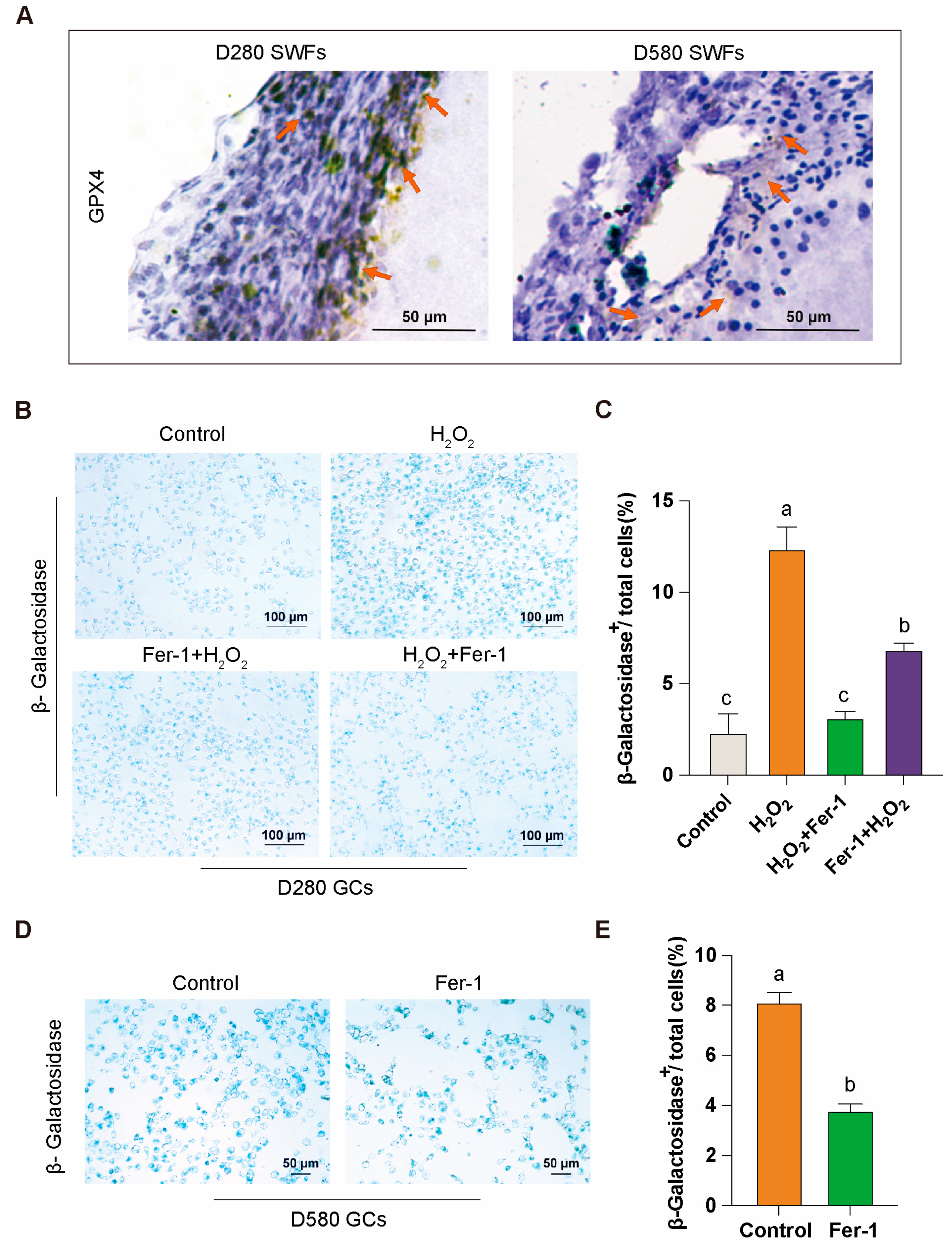Antioxidants 14 00614 g003