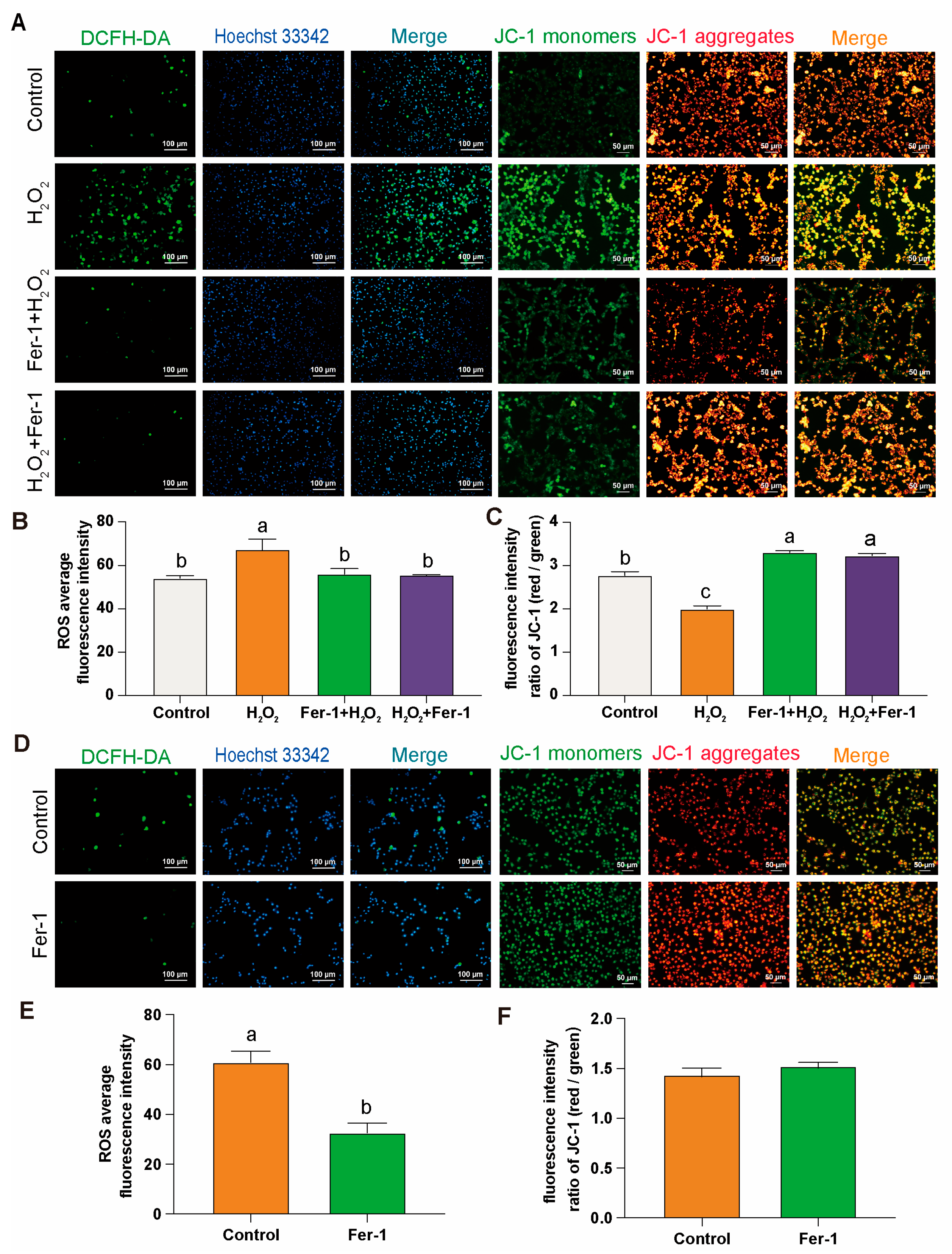 Antioxidants 14 00614 g004