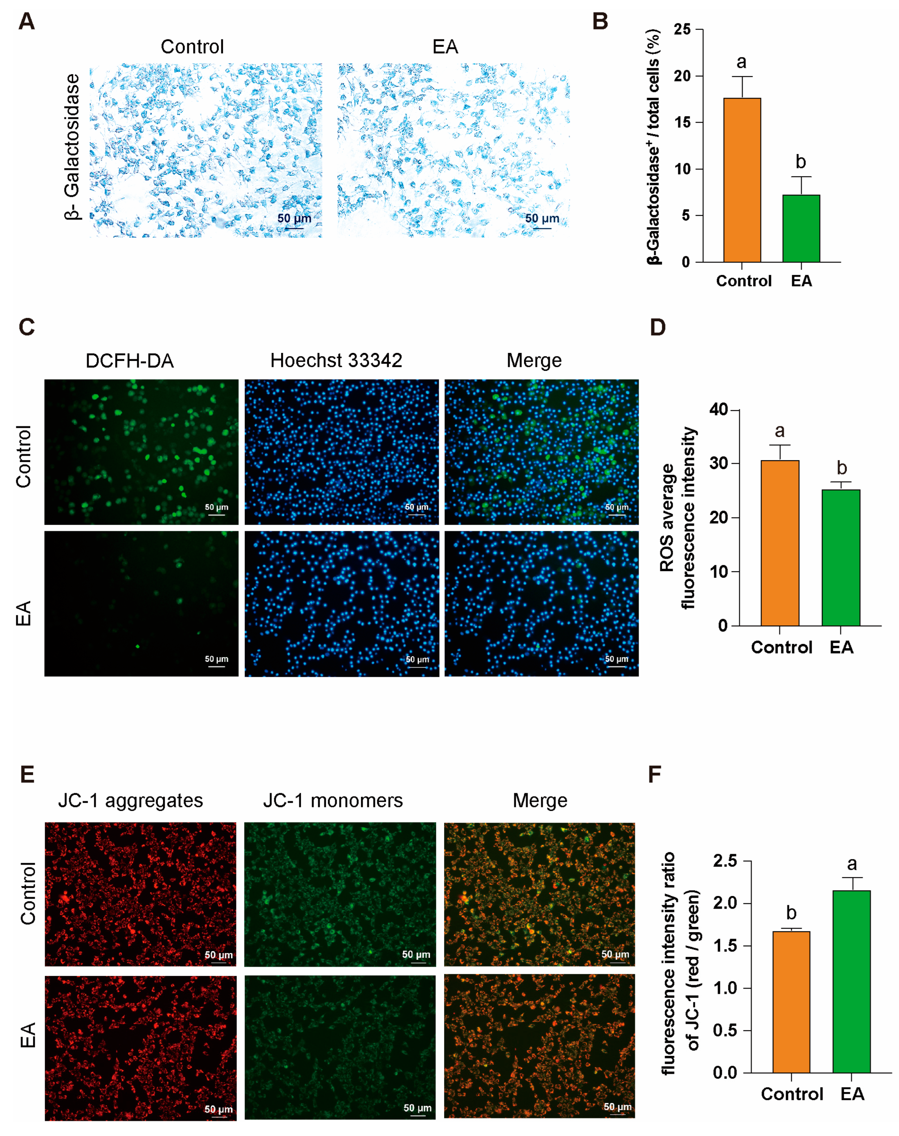 Antioxidants 14 00614 g008