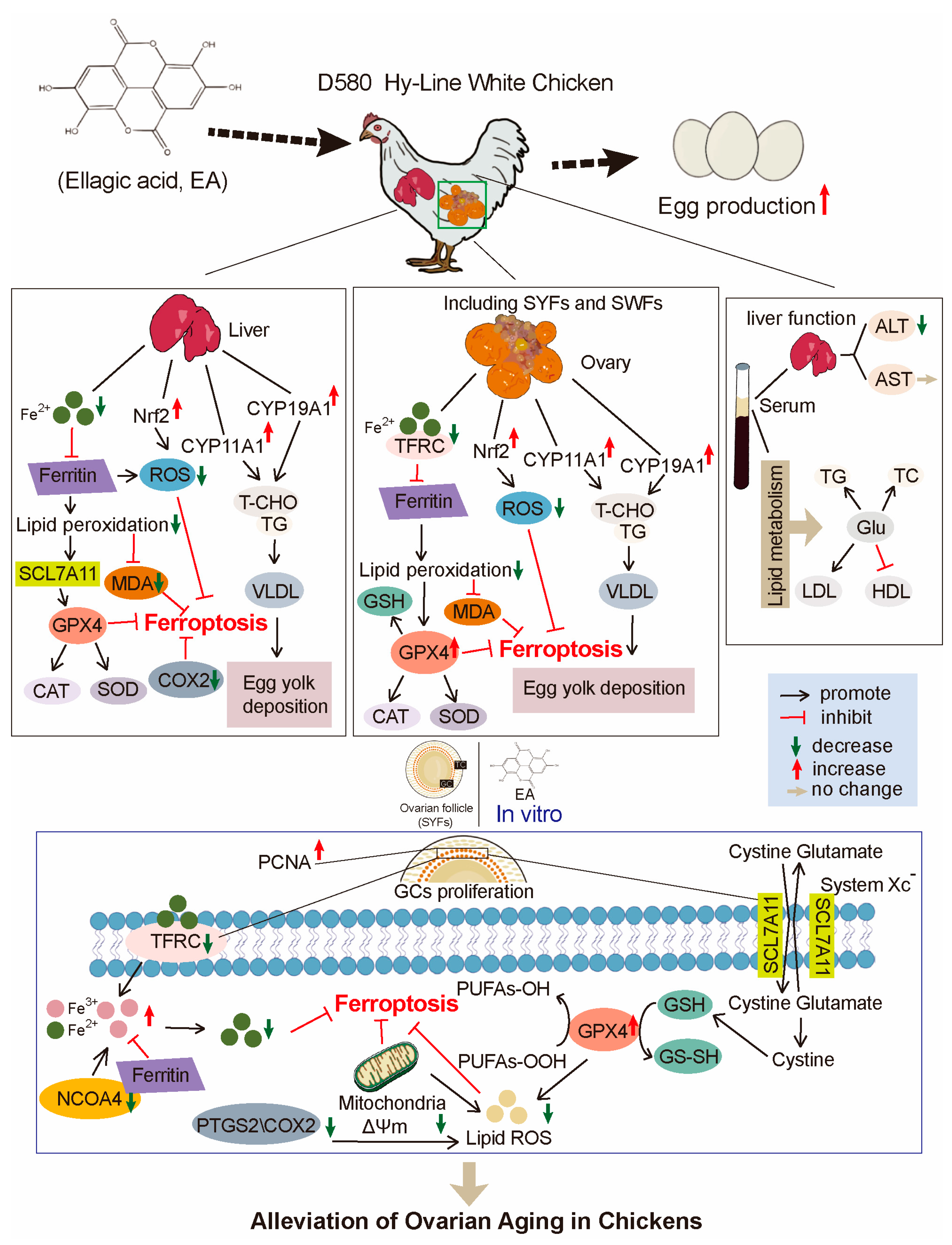 Antioxidants 14 00614 g012