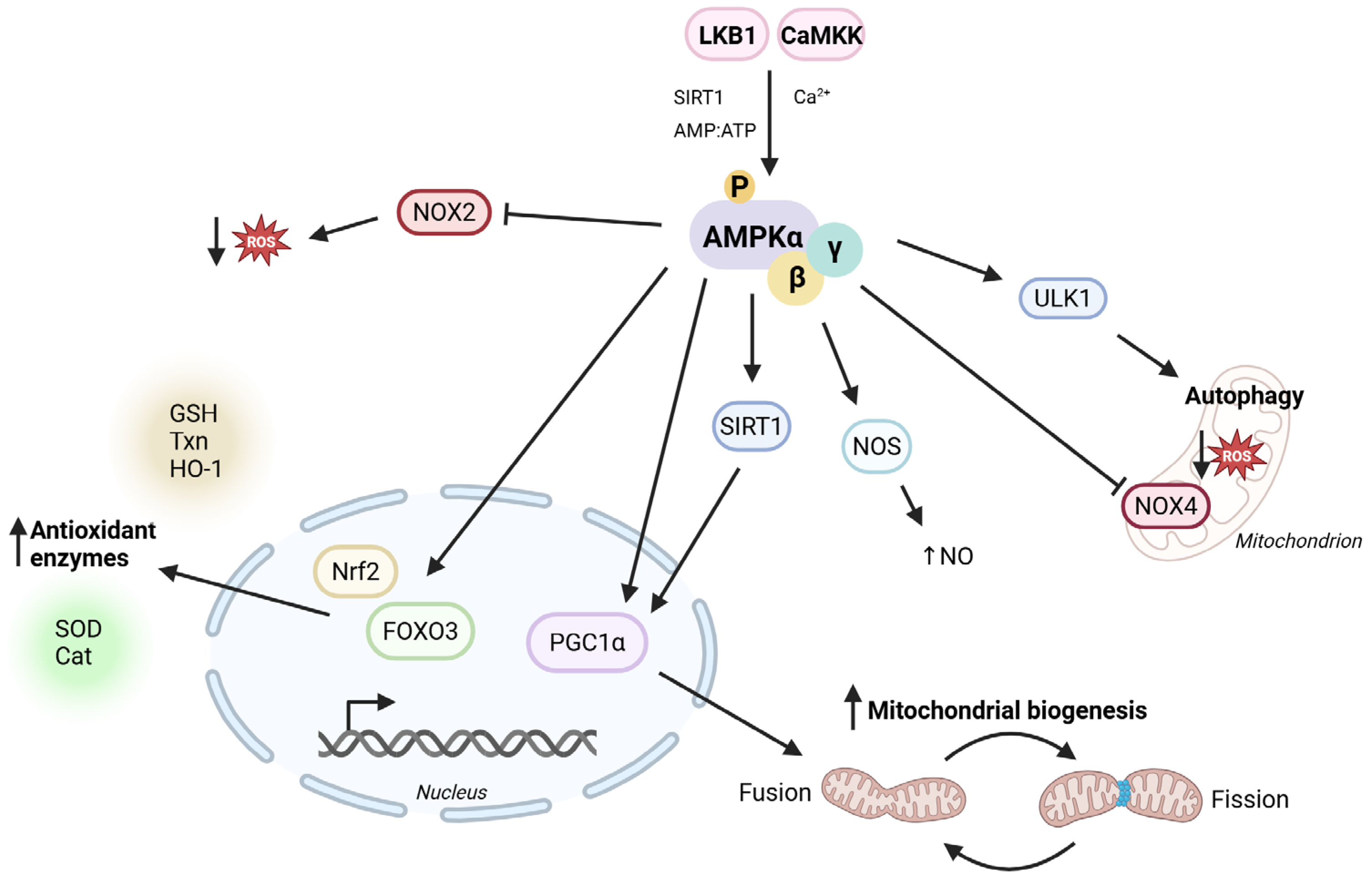 Sex-Specific Antioxidant and Anti-Inflammatory Protective