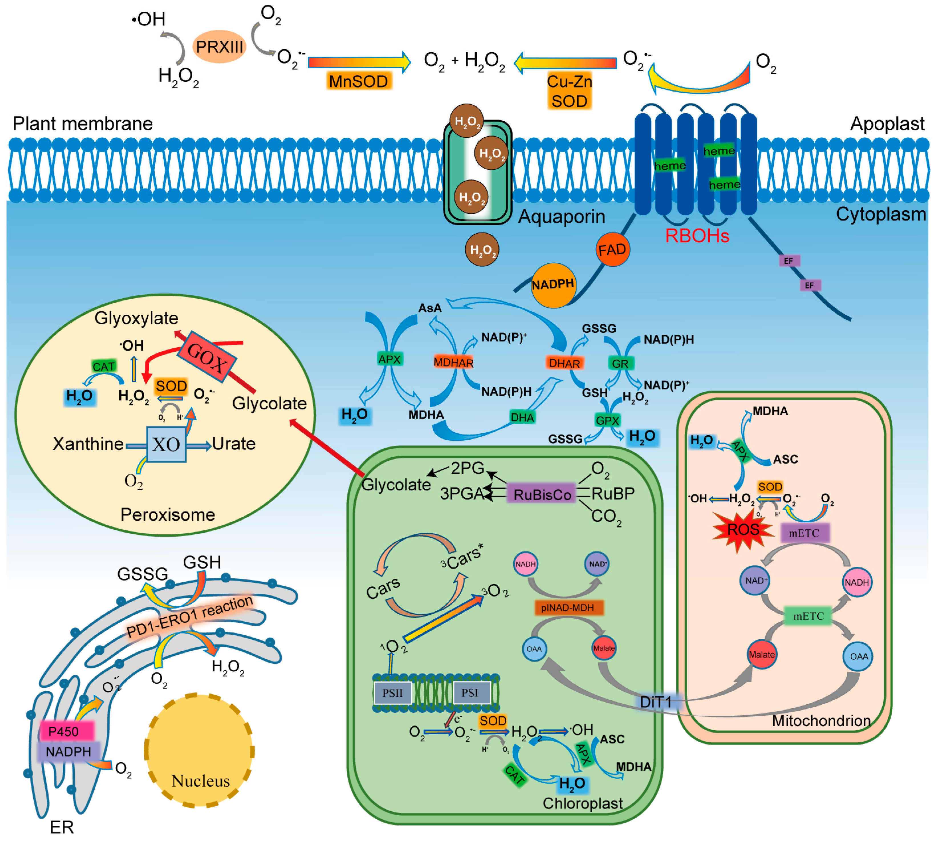 Antioxidants 14 00617 g001