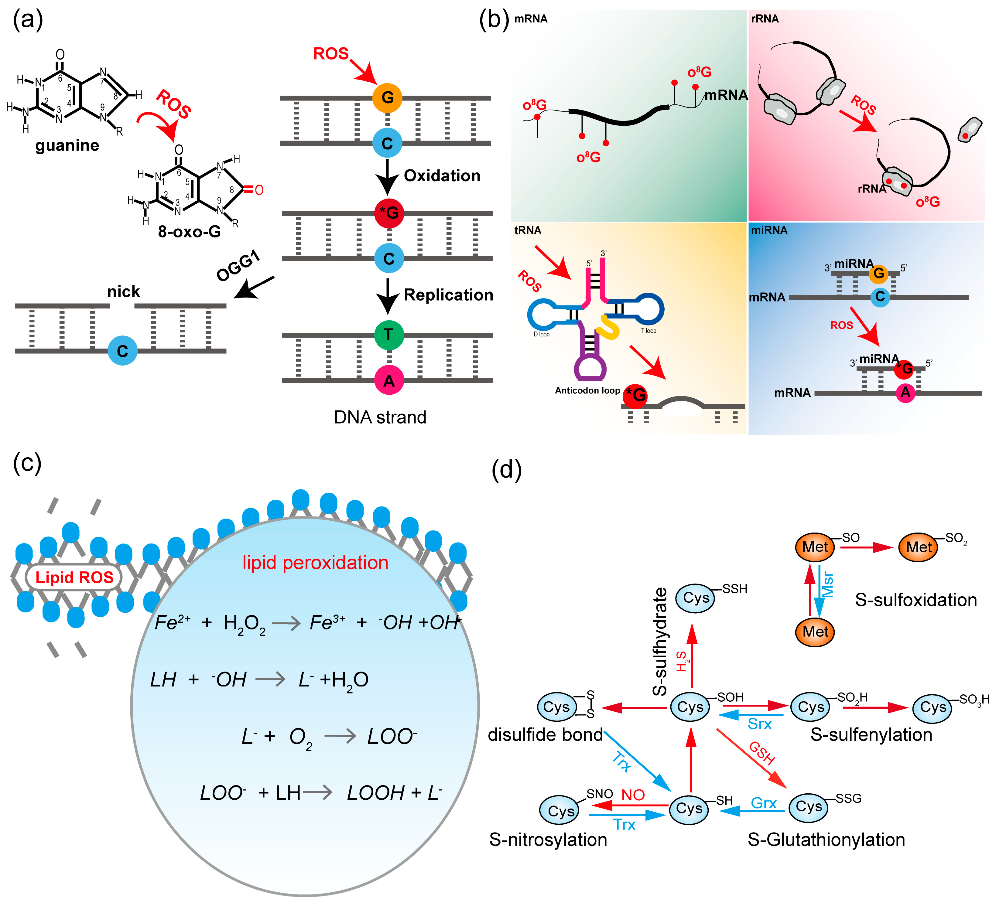Antioxidants 14 00617 g002