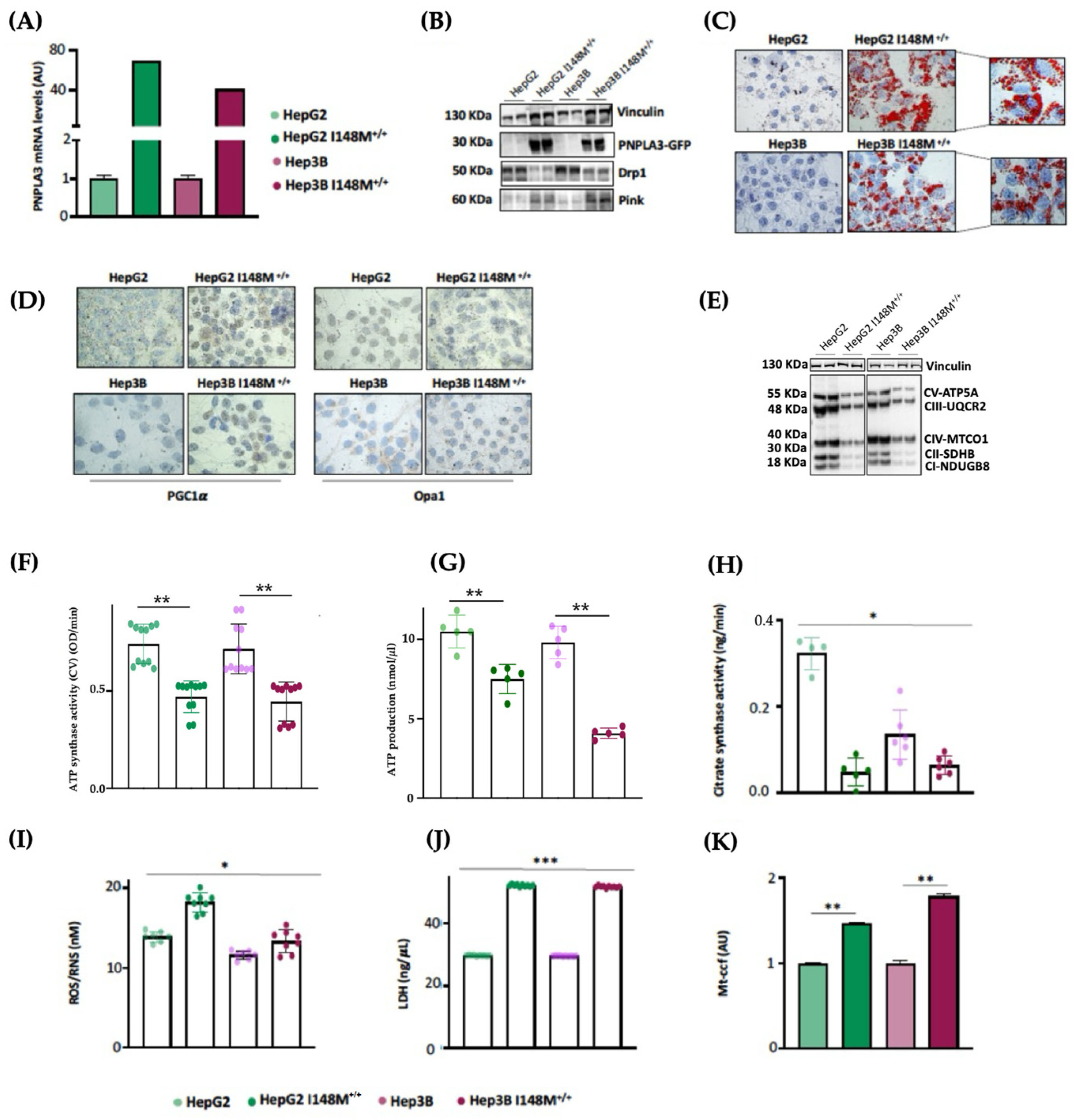 Antioxidants 14 00618 g005