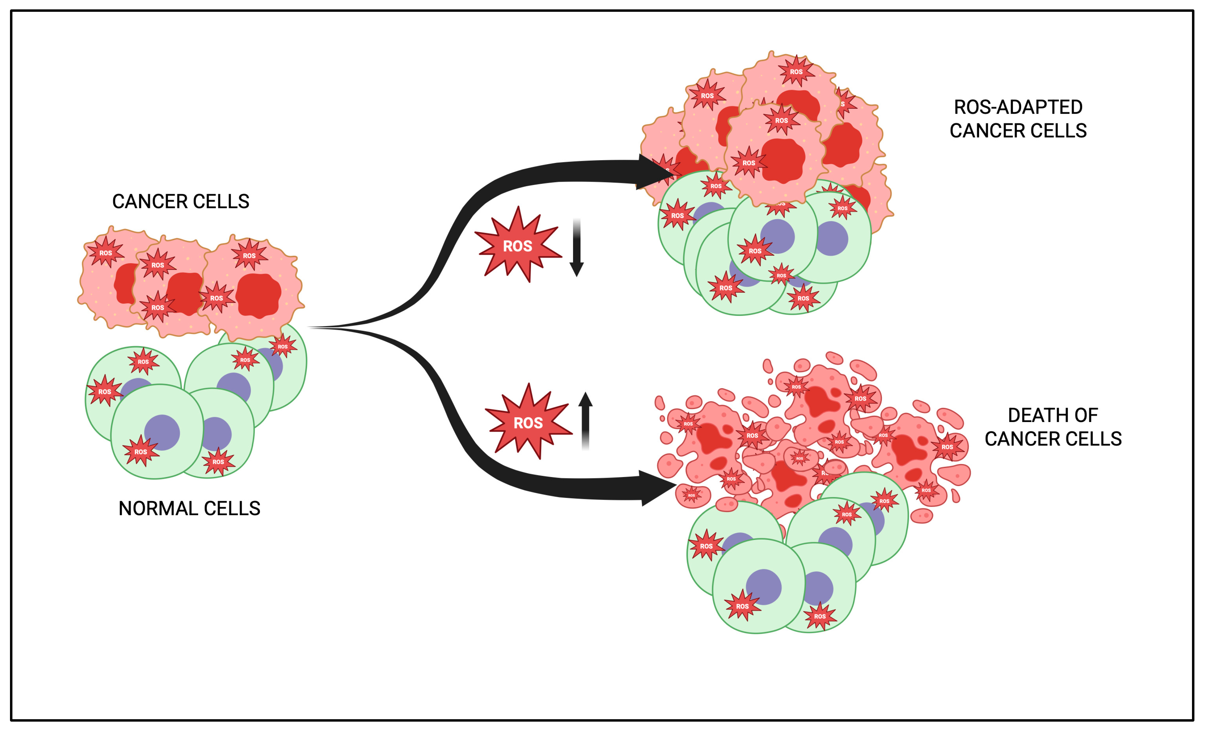 Antioxidants 14 00620 g003