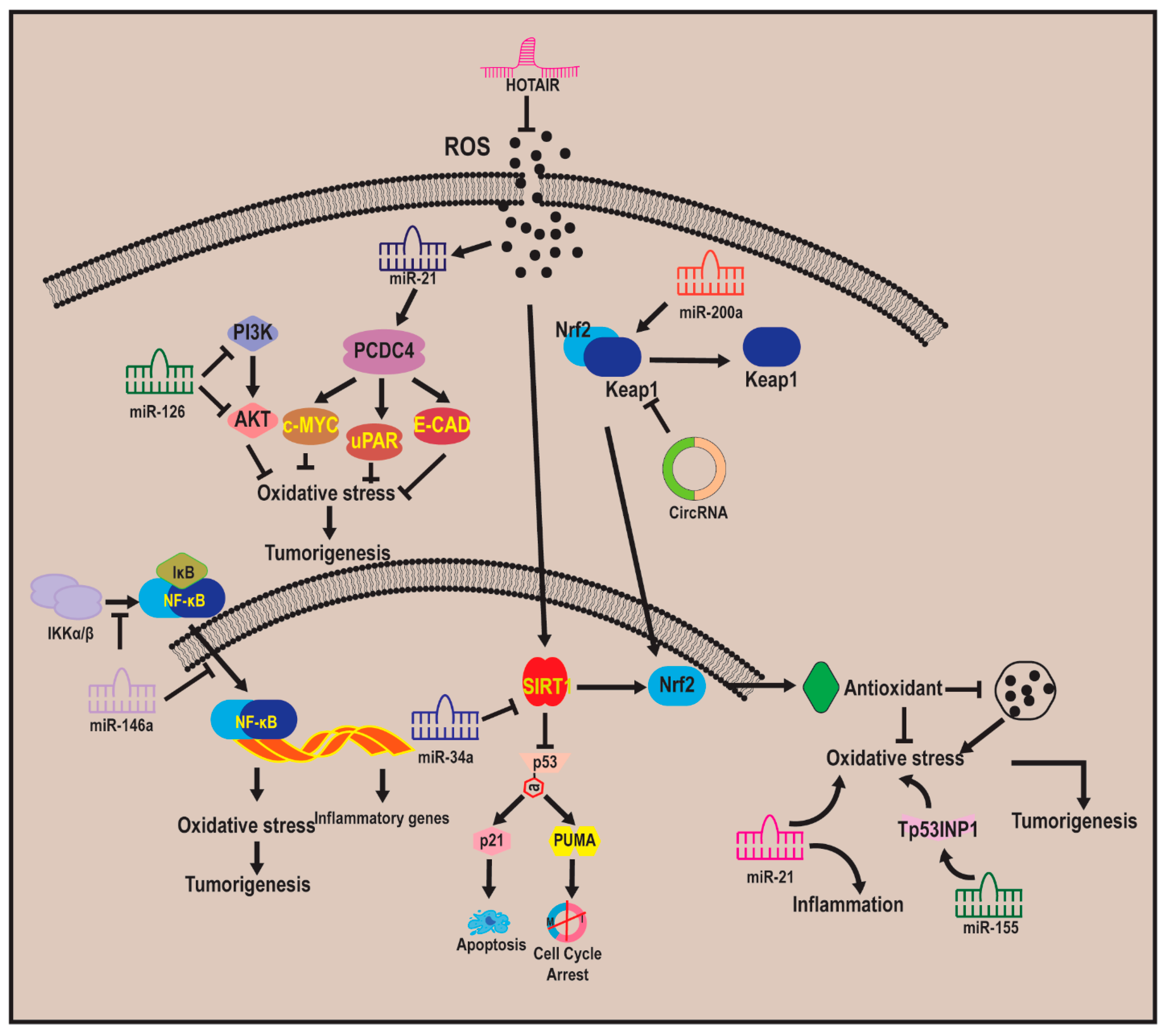 Antioxidants 14 00620 g006