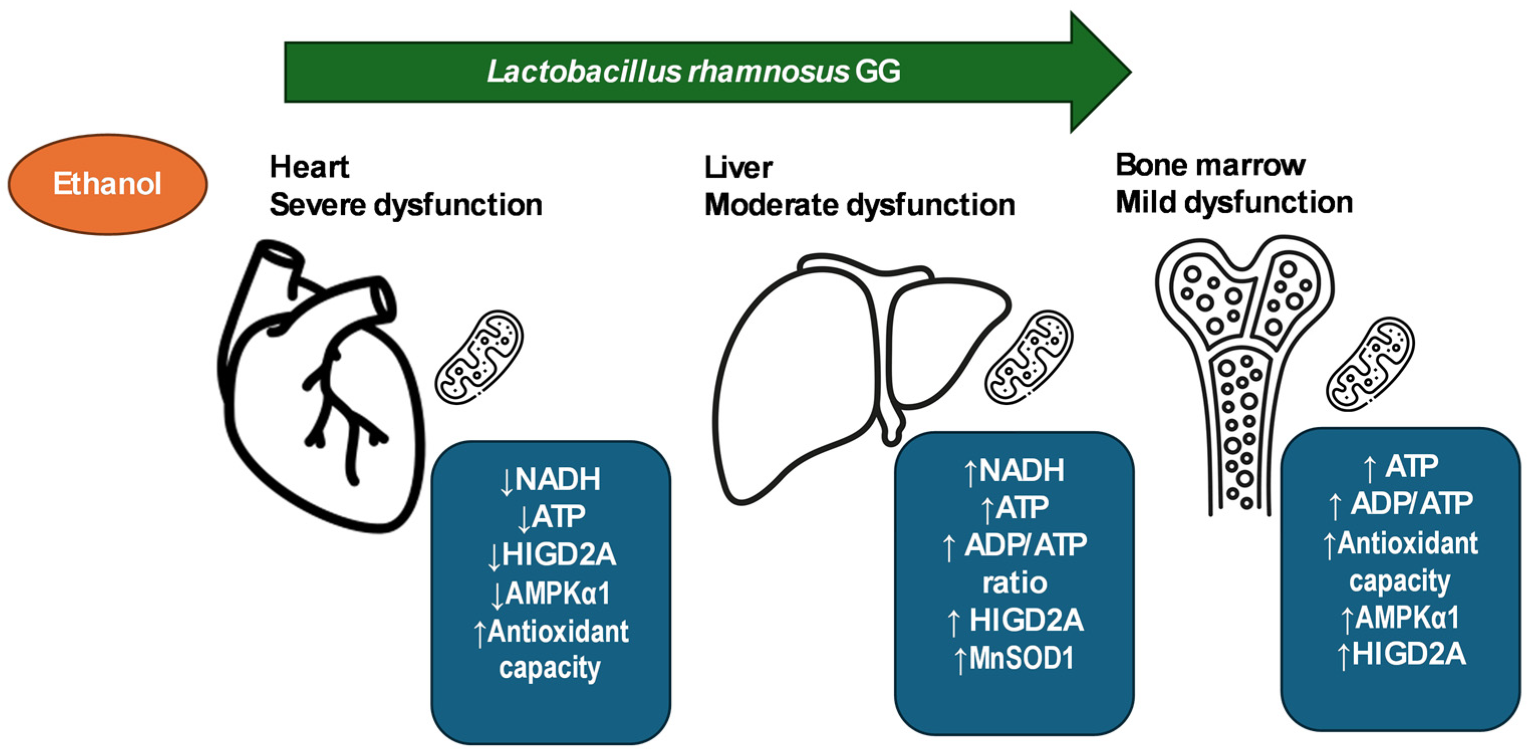 Antioxidants 14 00627 g007