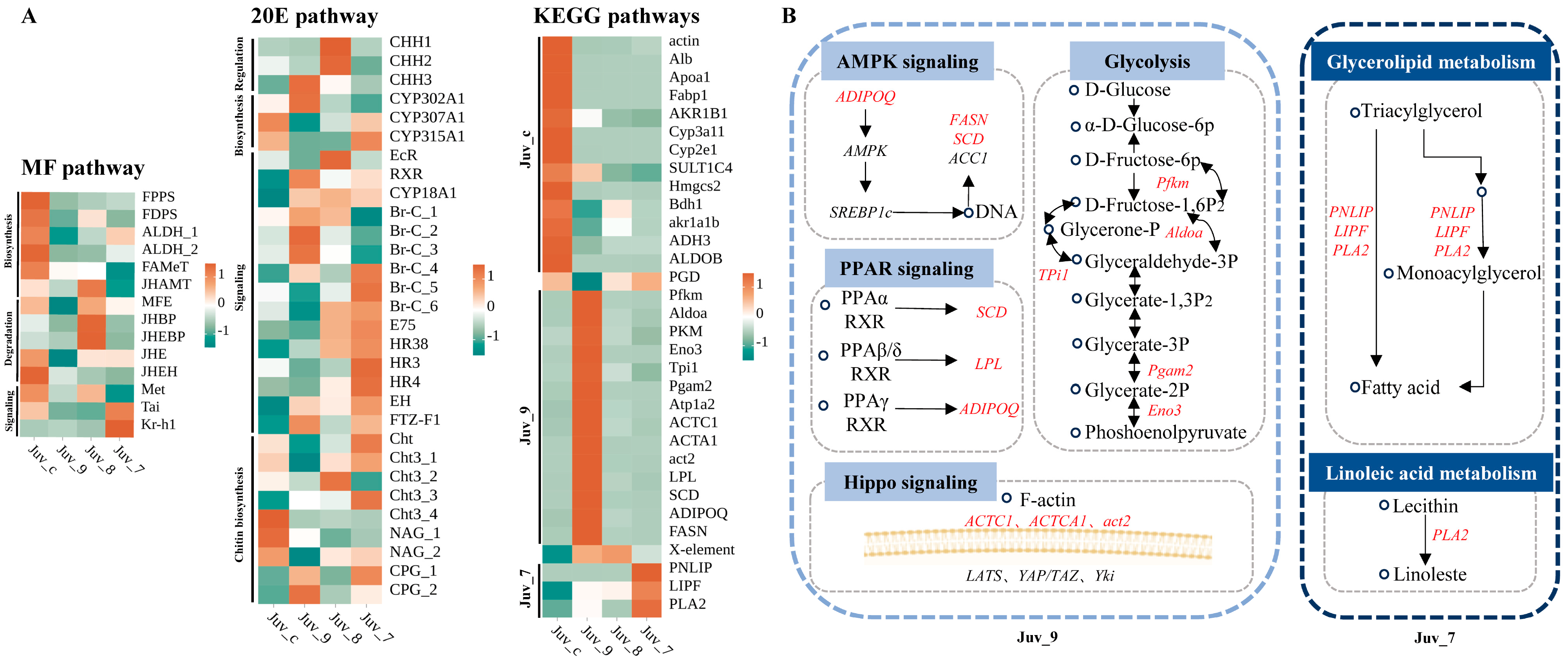 Antioxidants 14 00635 g004 Antioxidants 14 00635 g004