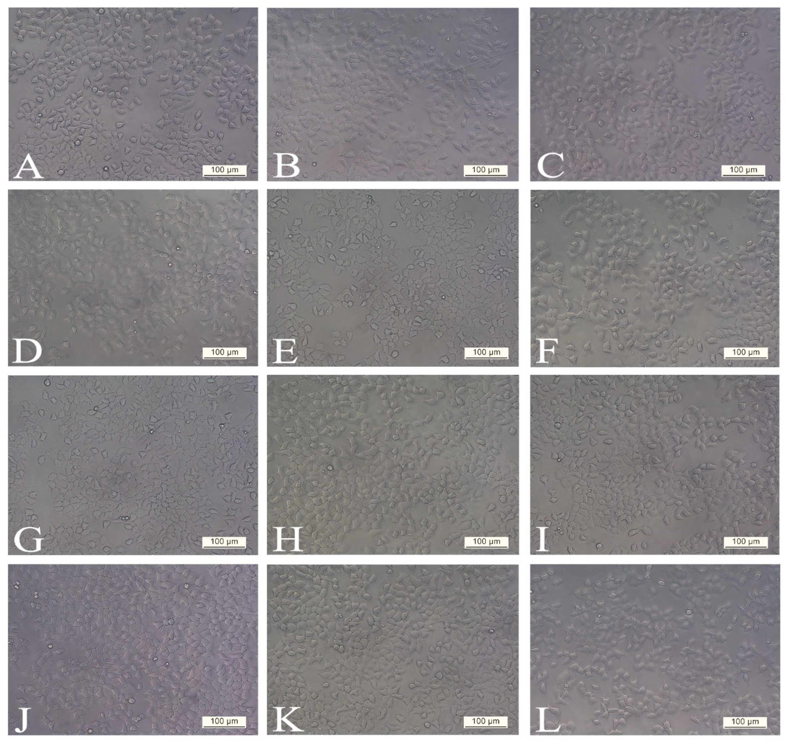 Antioxidants 14 00638 g002 Antioxidants 14 00638 g002