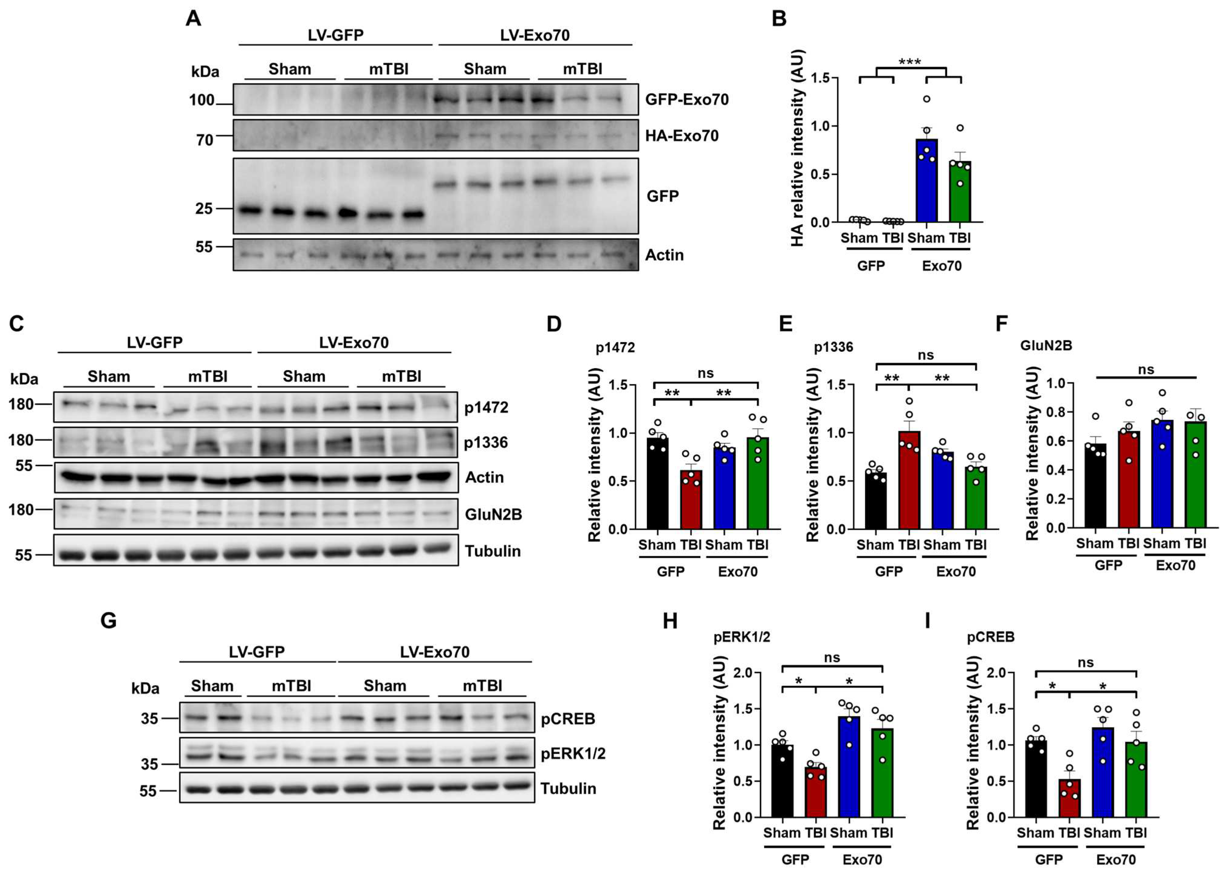 Antioxidants 14 00640 g004 Antioxidants 14 00640 g004