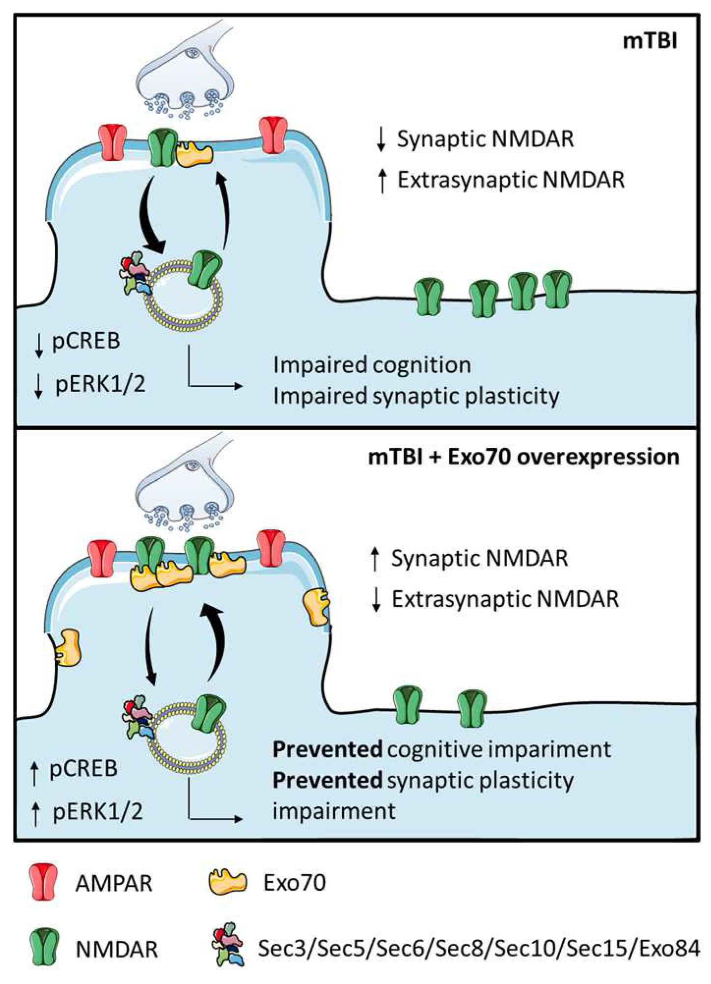 Antioxidants 14 00640 g005 Antioxidants 14 00640 g005