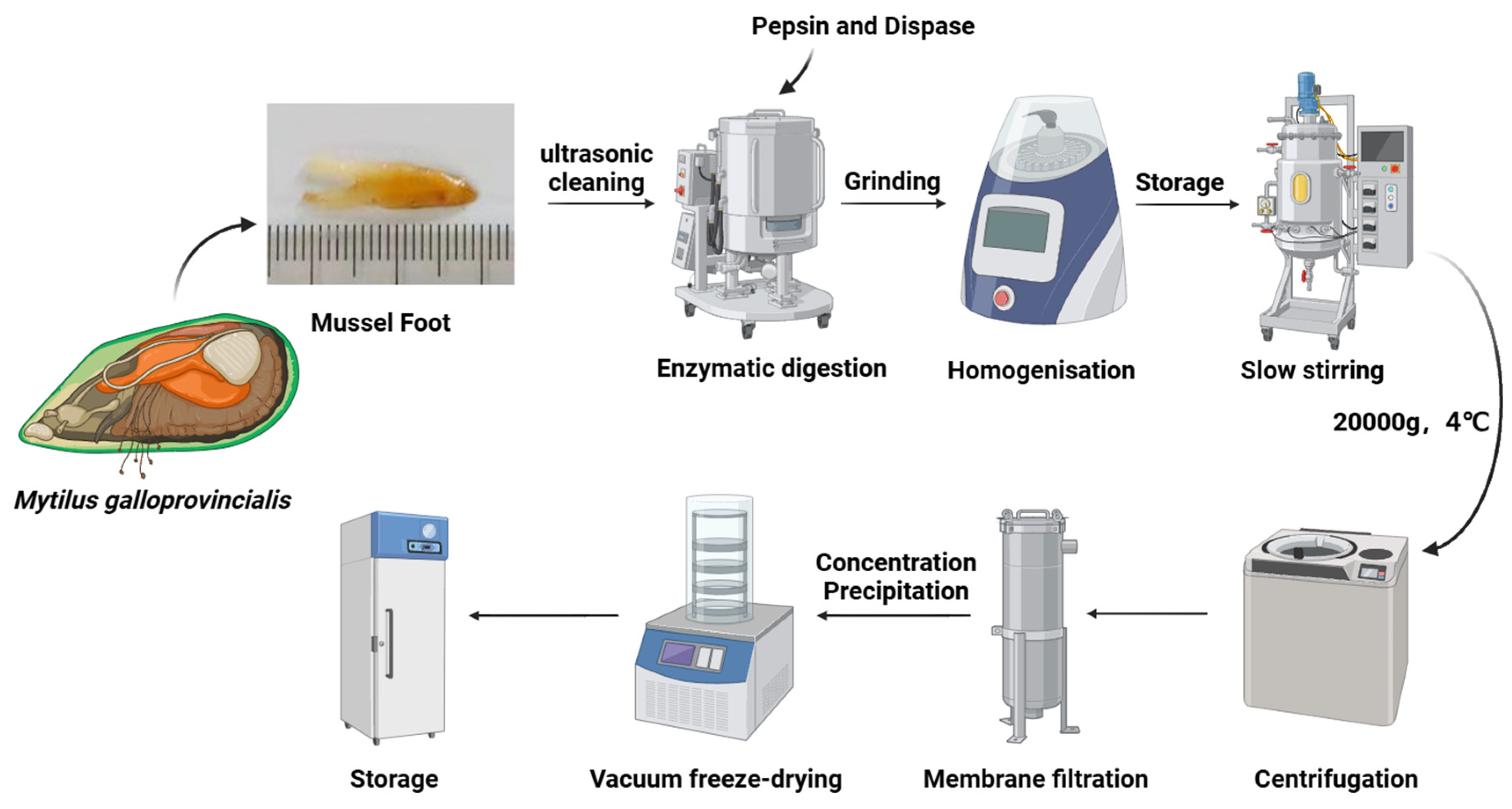 Antioxidants 14 00644 g001 Antioxidants 14 00644 g001