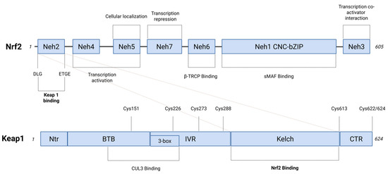 ma様 Histone lactylation enhances GCLC expression and thus