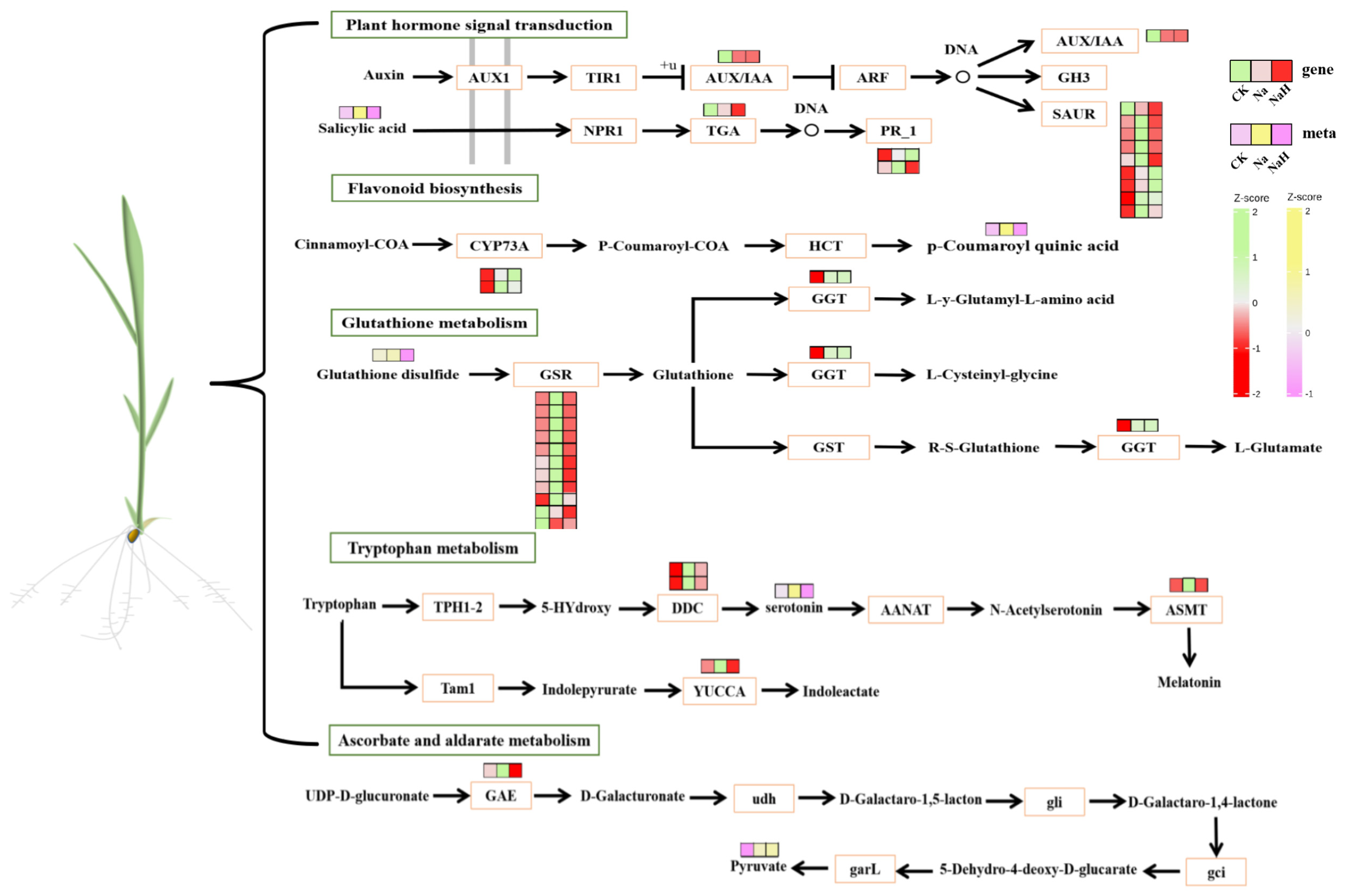 Antioxidants 14 00658 g008
