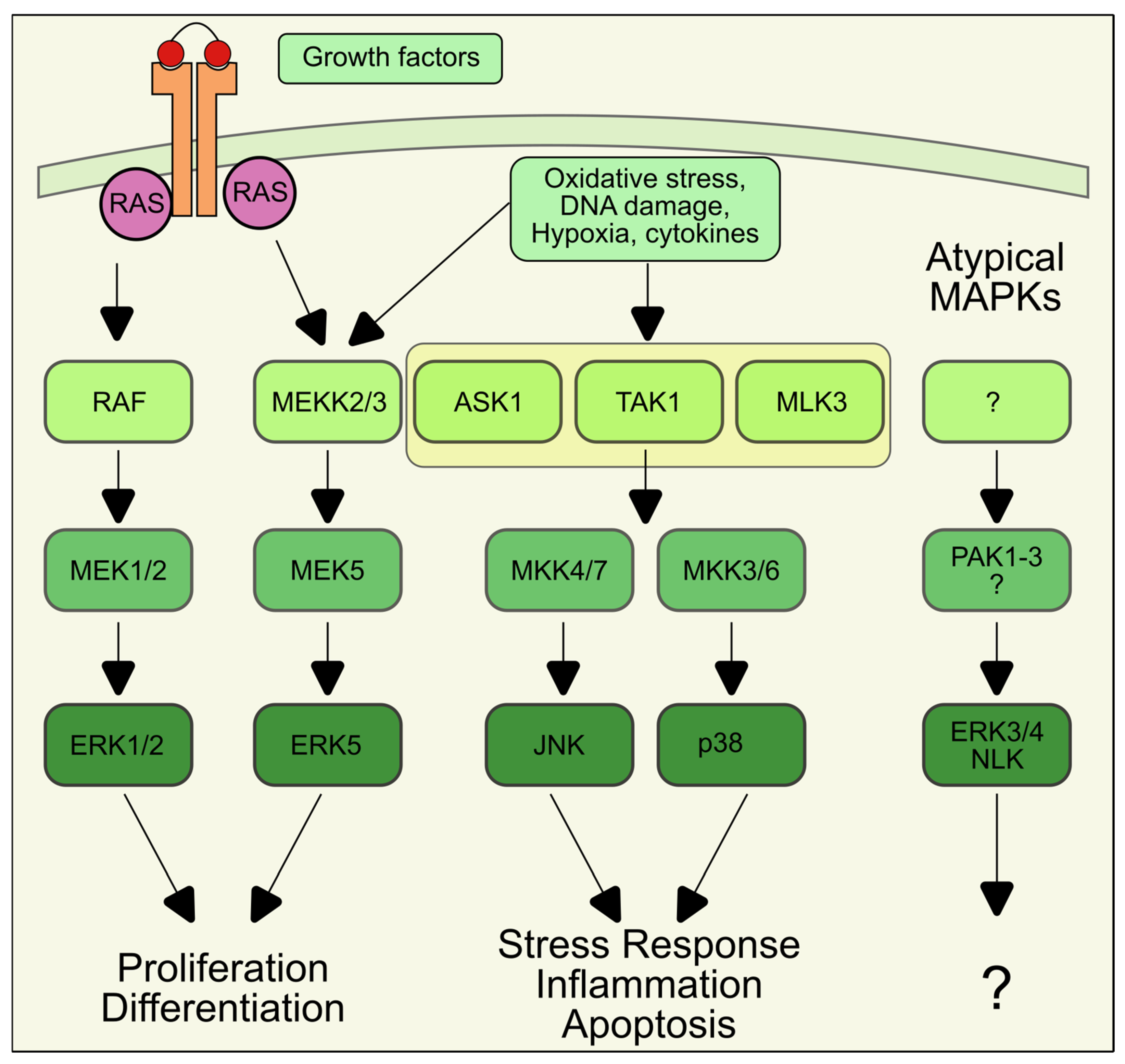 Antioxidants 14 00662 g002