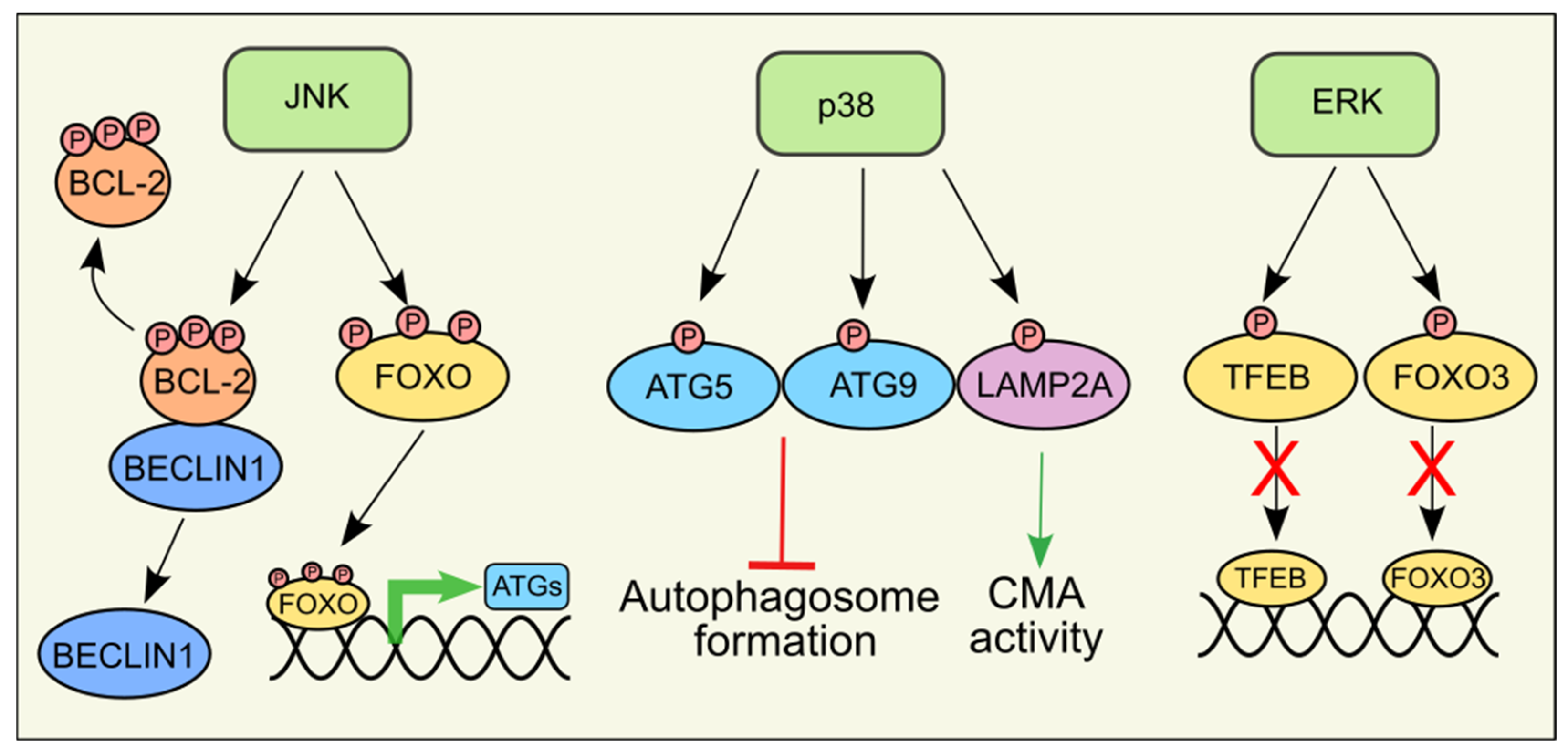 Antioxidants 14 00662 g003
