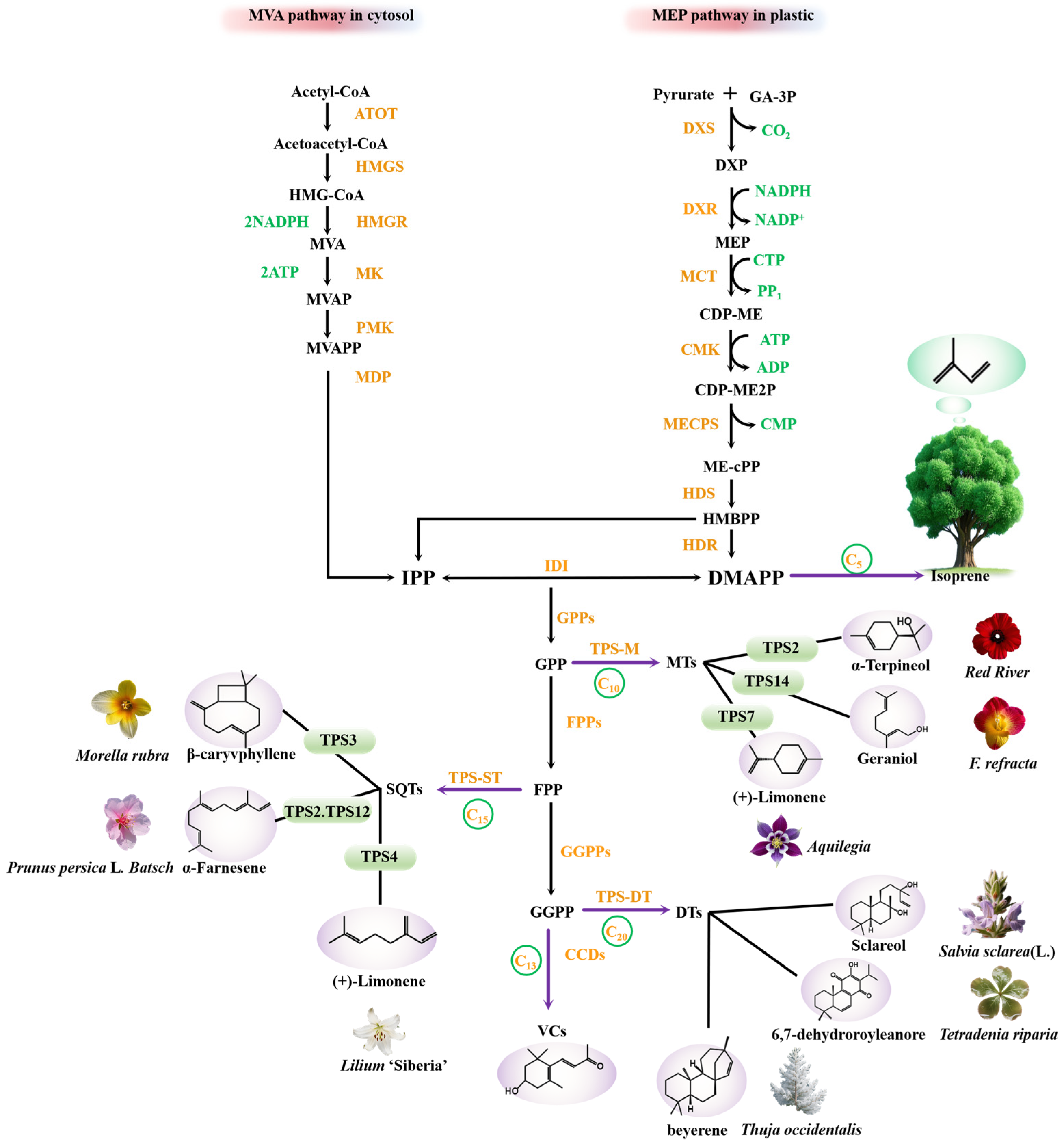 Antioxidants 14 00673 g001