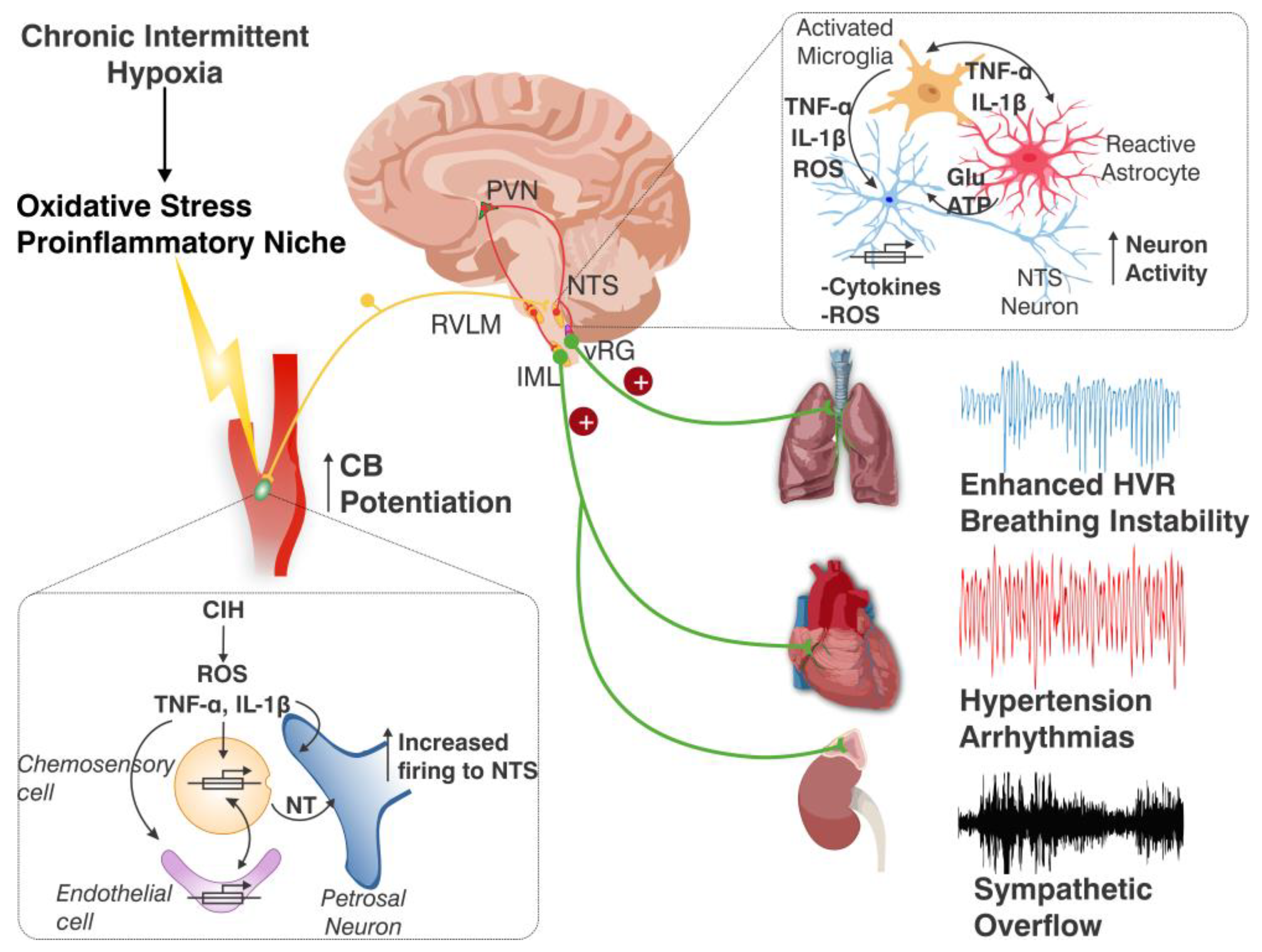 Antioxidants 14 00675 g003
