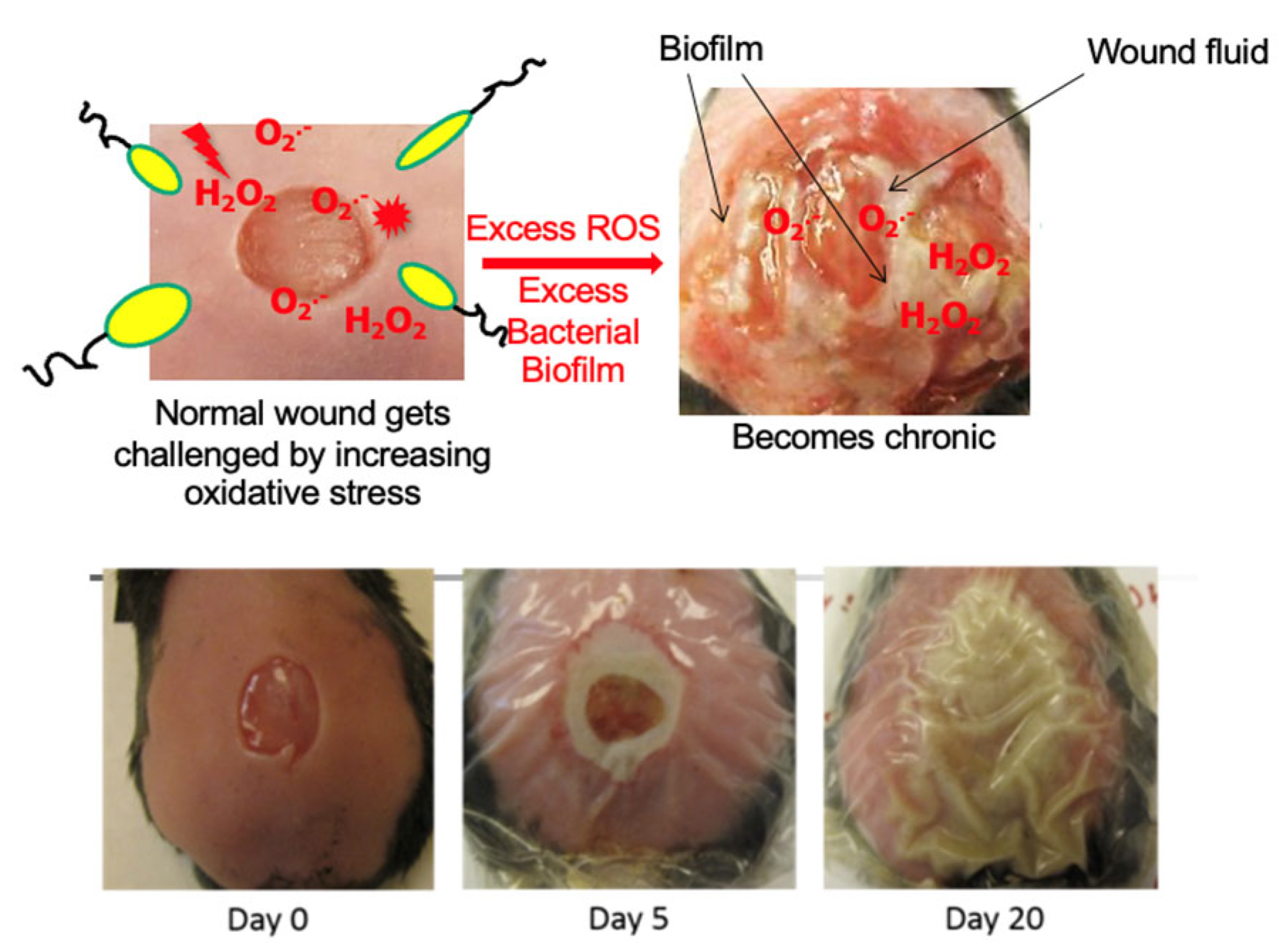 Antioxidants 14 00682 g002
