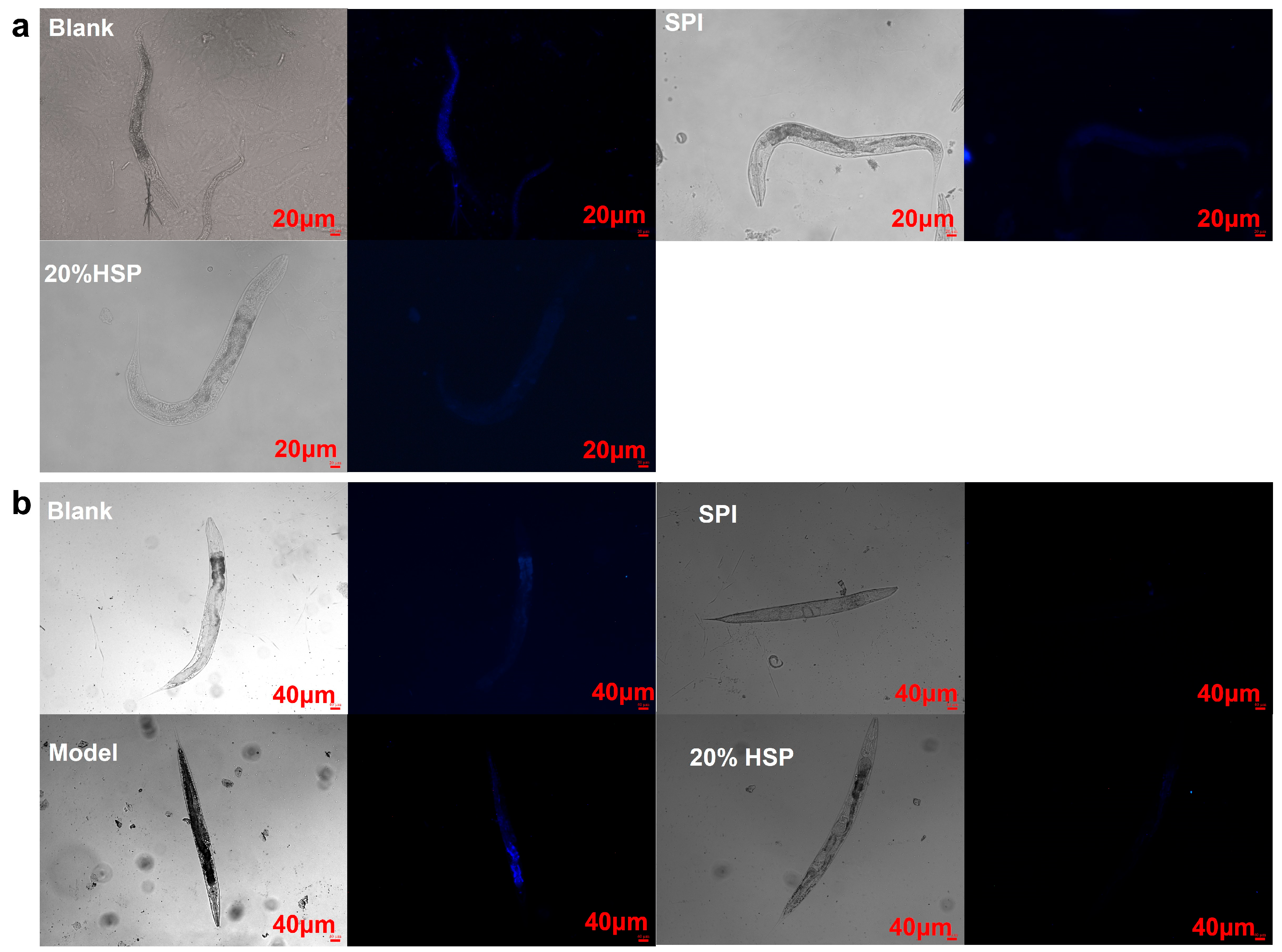 Antioxidants 14 00689 g005