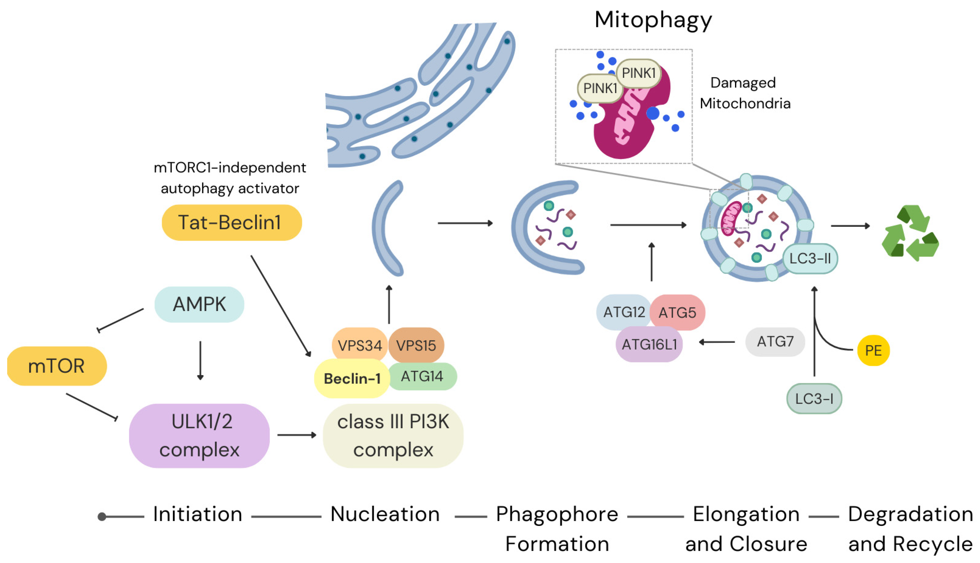 Dynamic Interplay Between Autophagy and Oxidative Stress in