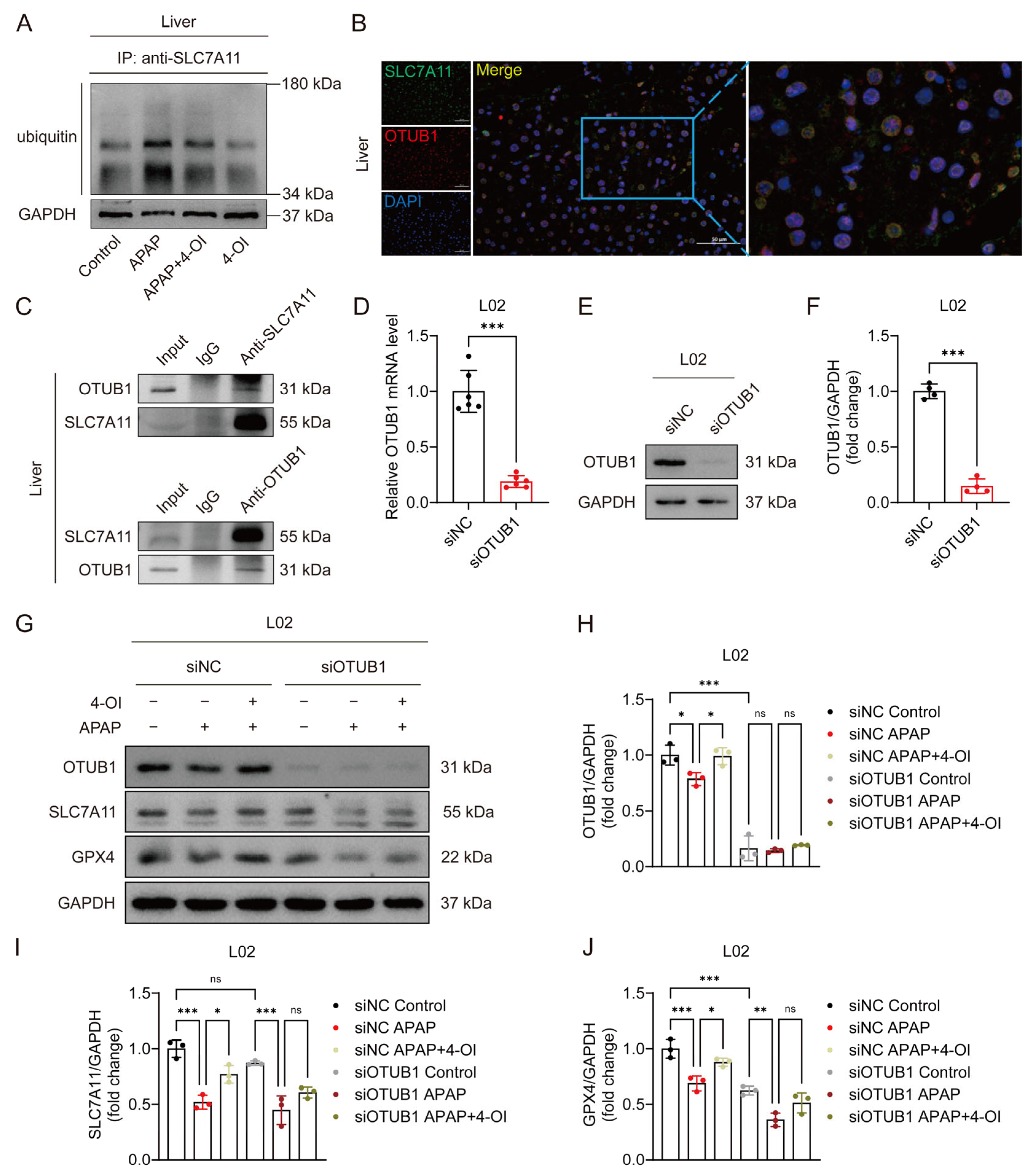 Antioxidants 14 00698 g006