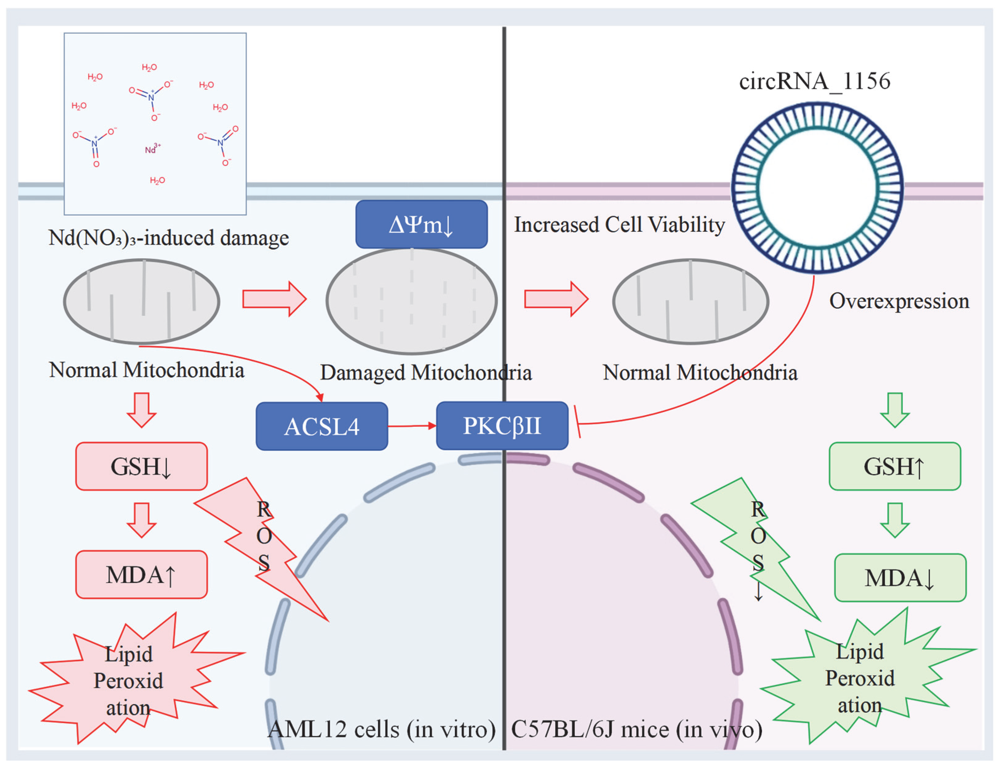 Antioxidants 14 00700 g007