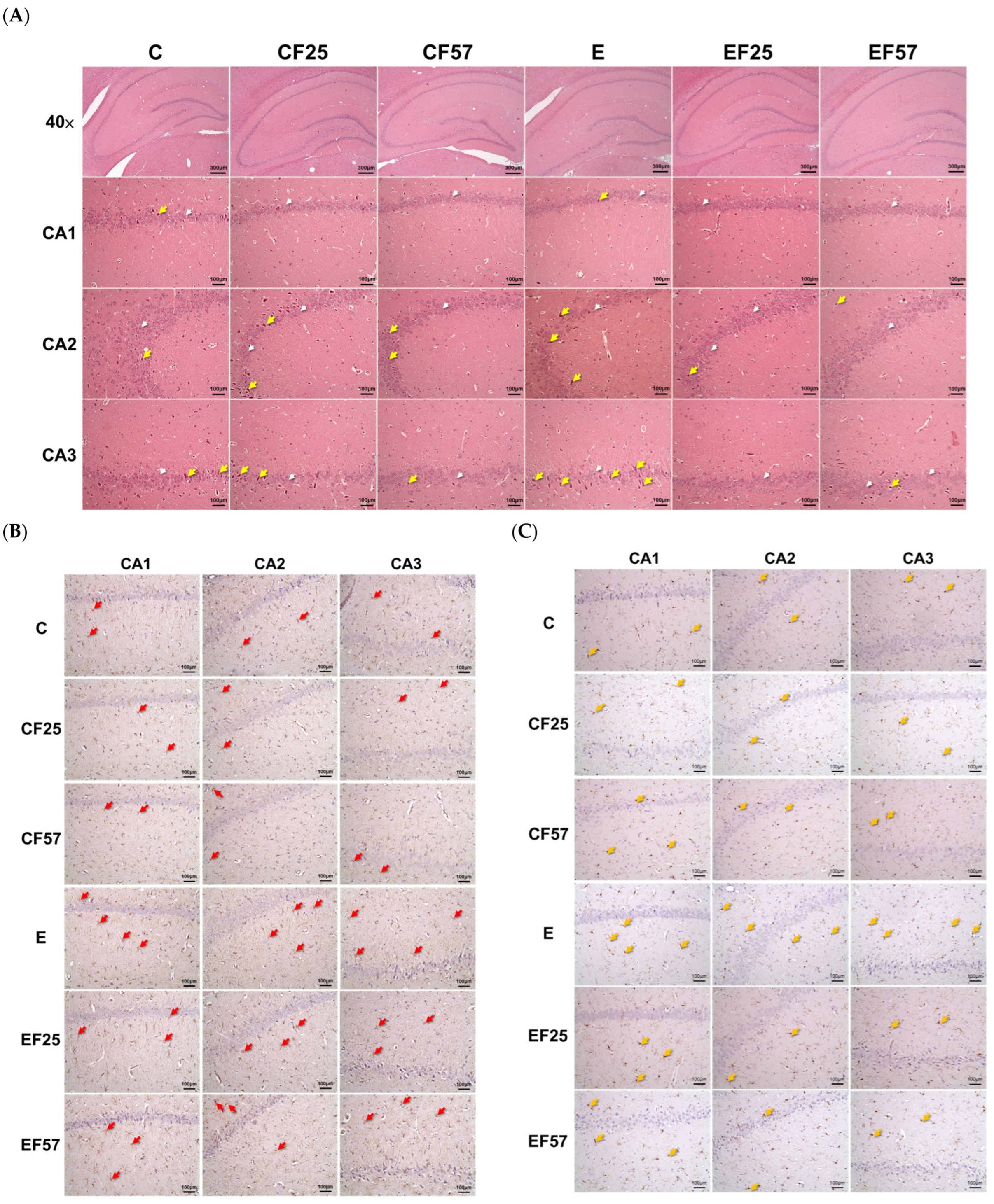 Antioxidants 14 00704 g004a Antioxidants 14 00704 g004a