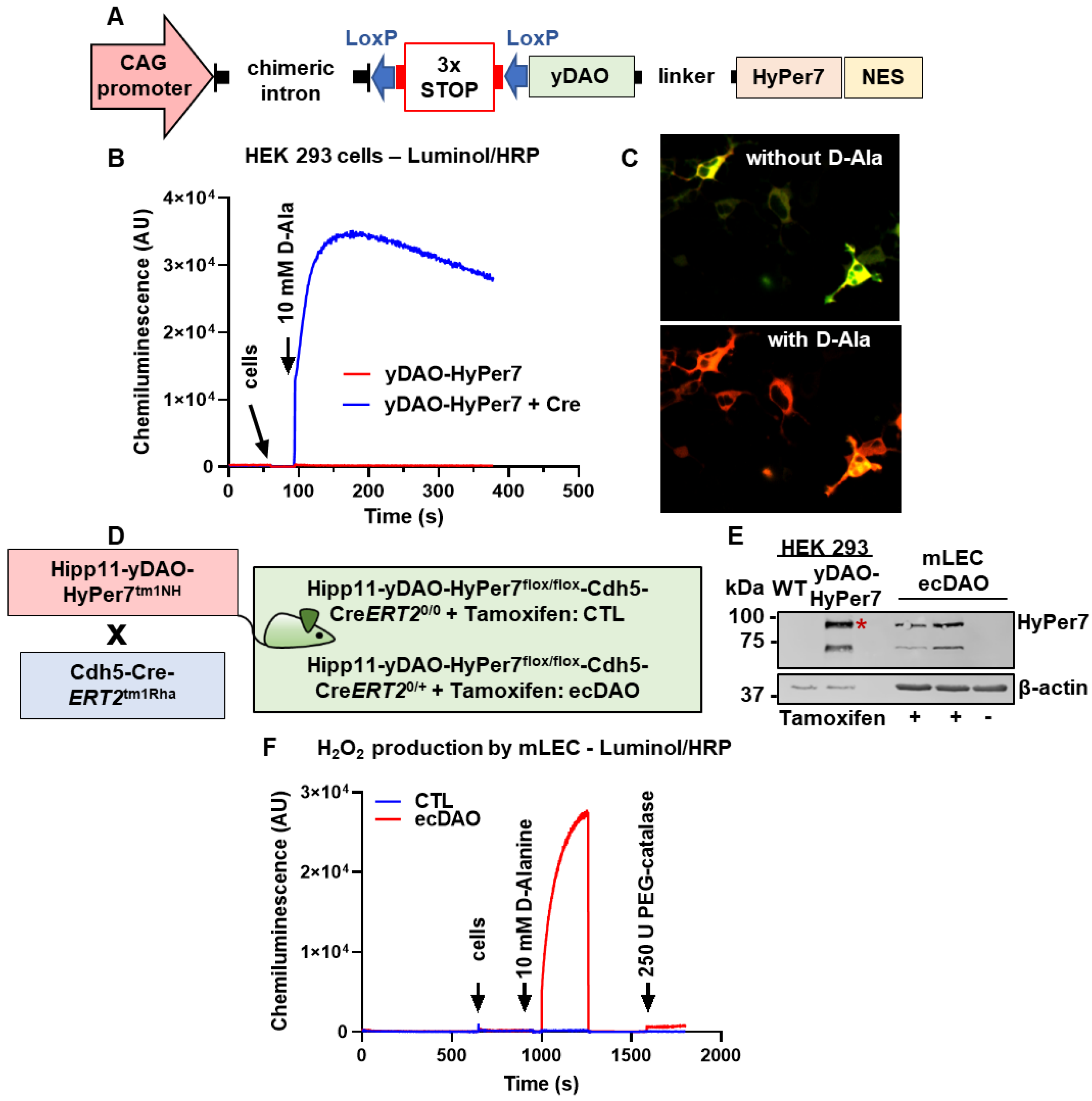 Antioxidants 14 00705 g001 Antioxidants 14 00705 g001