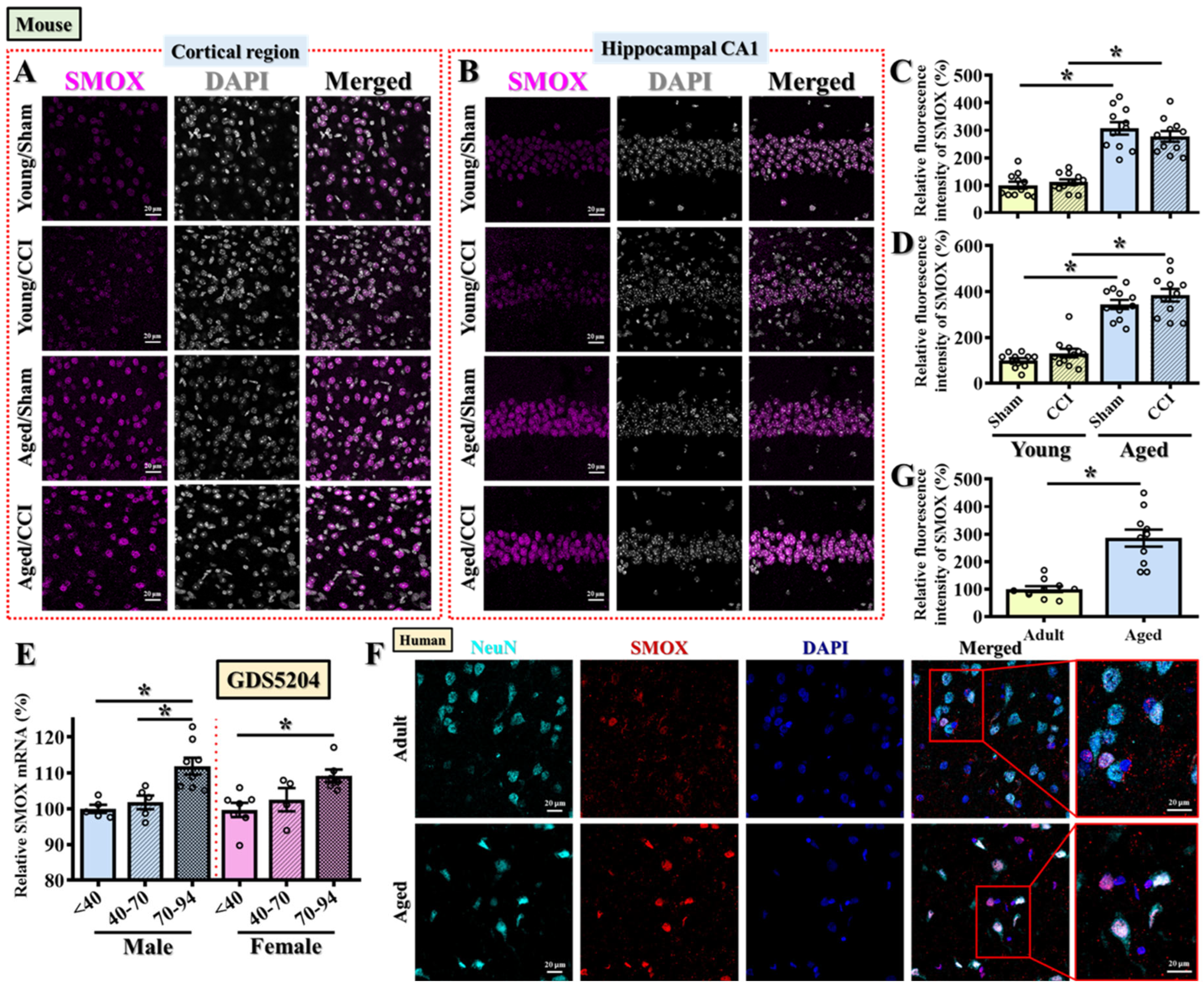 Antioxidants 14 00709 g003