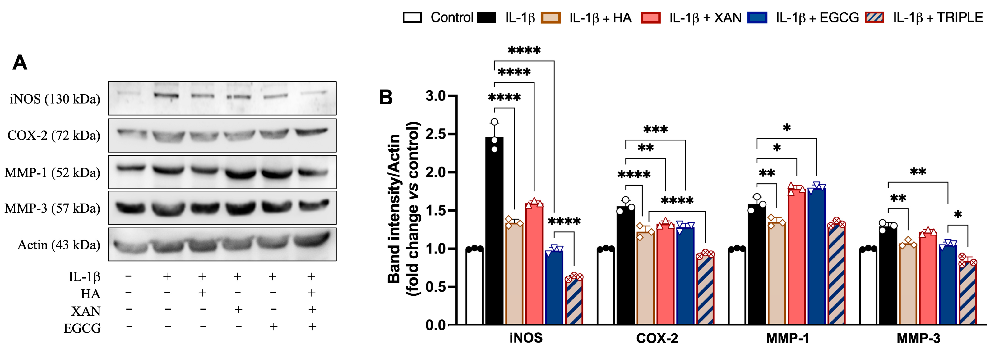 Antioxidants 14 00713 g004