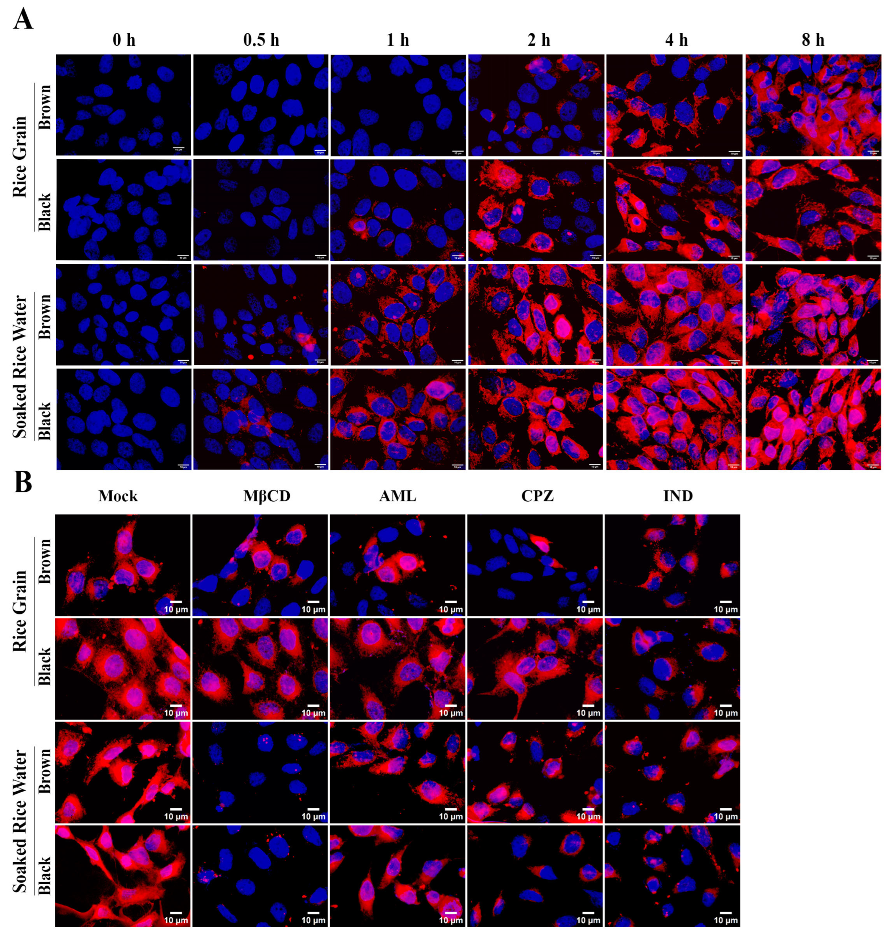 Antioxidants 14 00717 g005