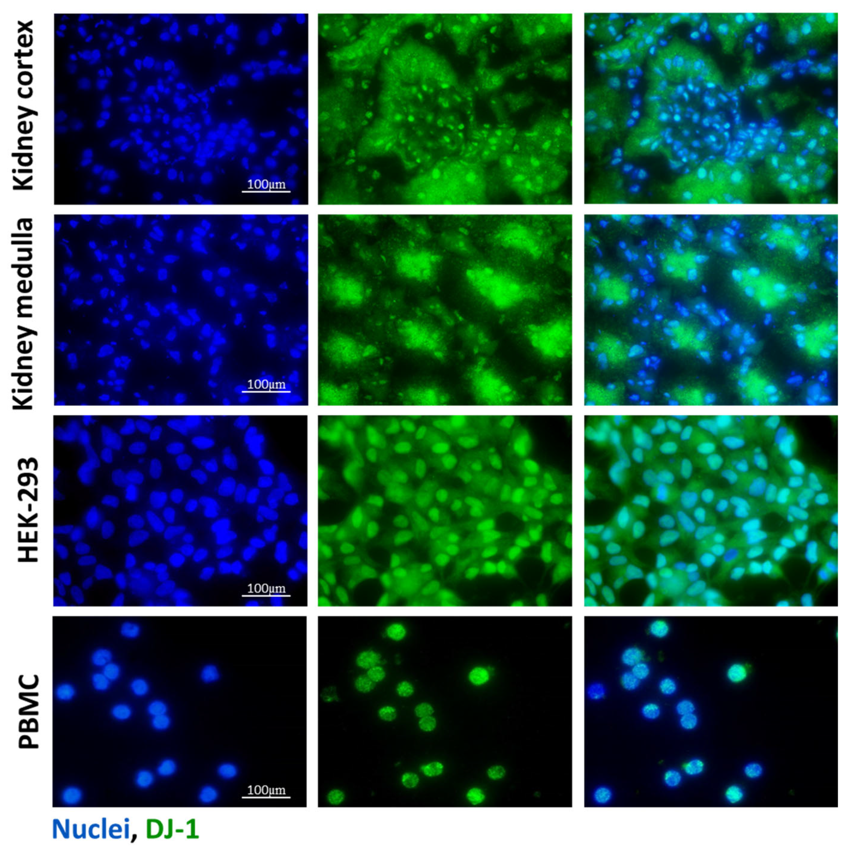 Antioxidants 14 00719 g001