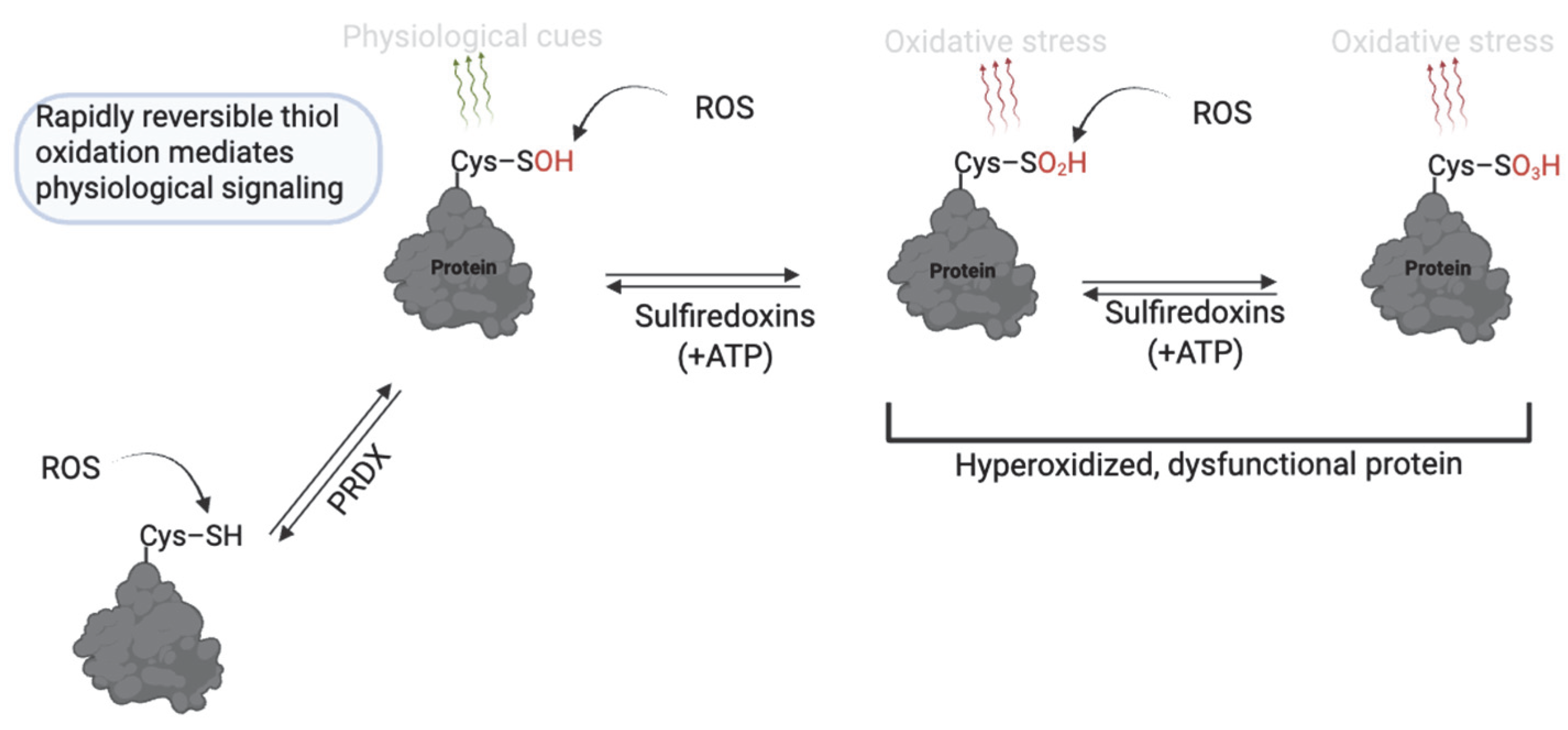 Antioxidants 14 00720 g003