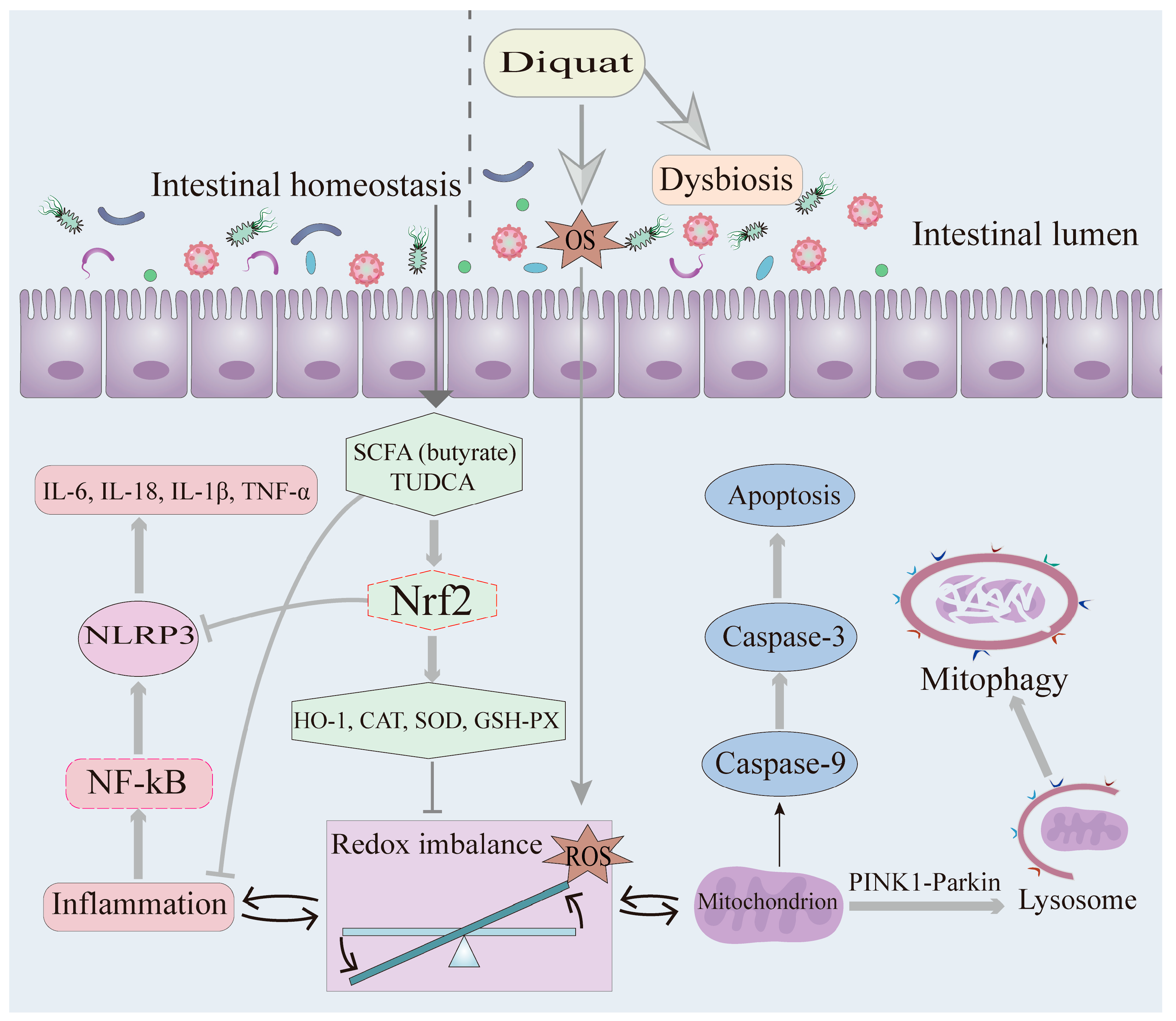 Antioxidants 14 00721 g001