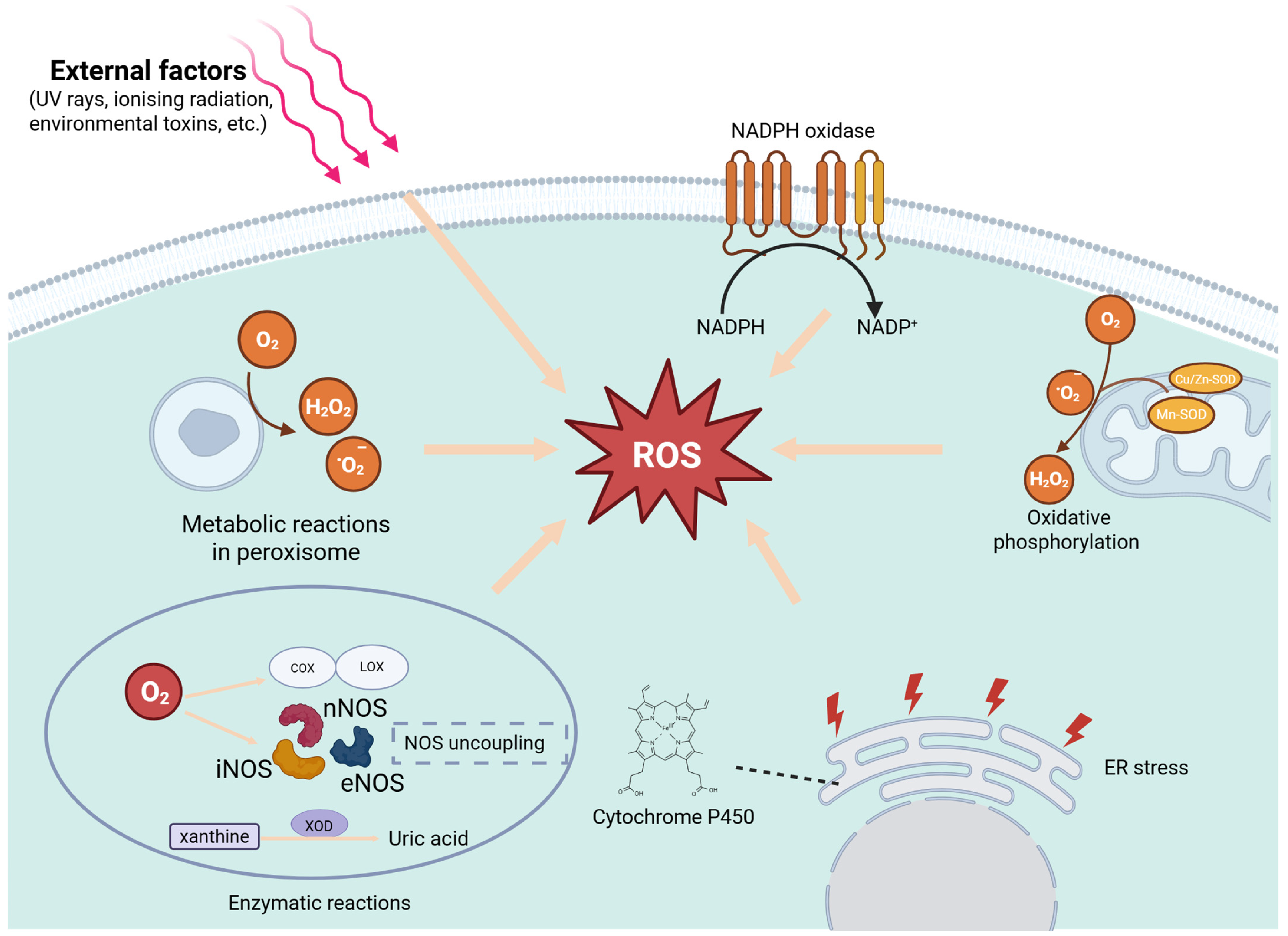 Antioxidants 14 00726 g001