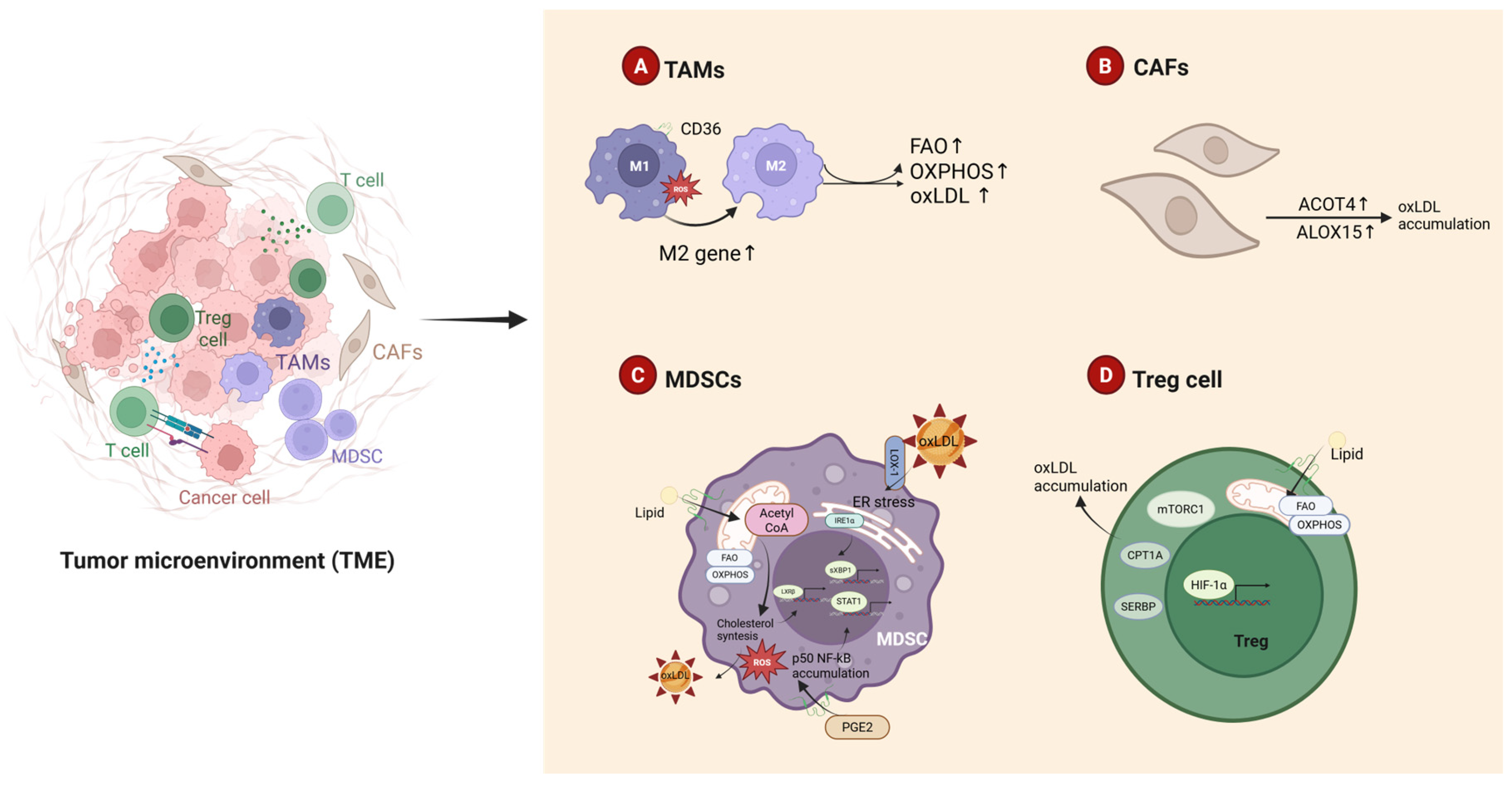 Antioxidants 14 00726 g004