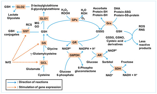 SARS-CoV-2 ORF8: A Rapidly Evolving Immune and Viral