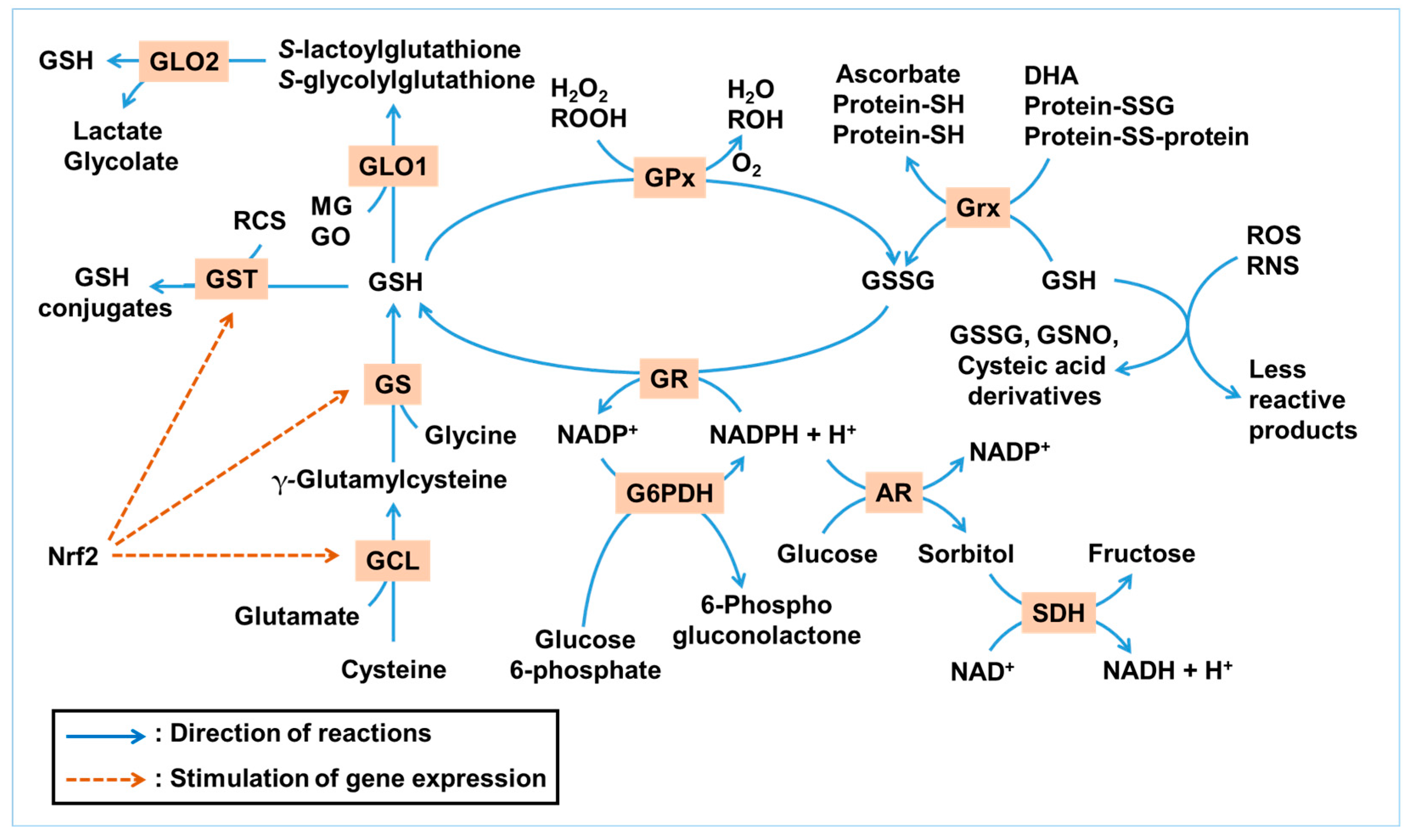 Antioxidants 14 00731 g001 Antioxidants 14 00731 g001