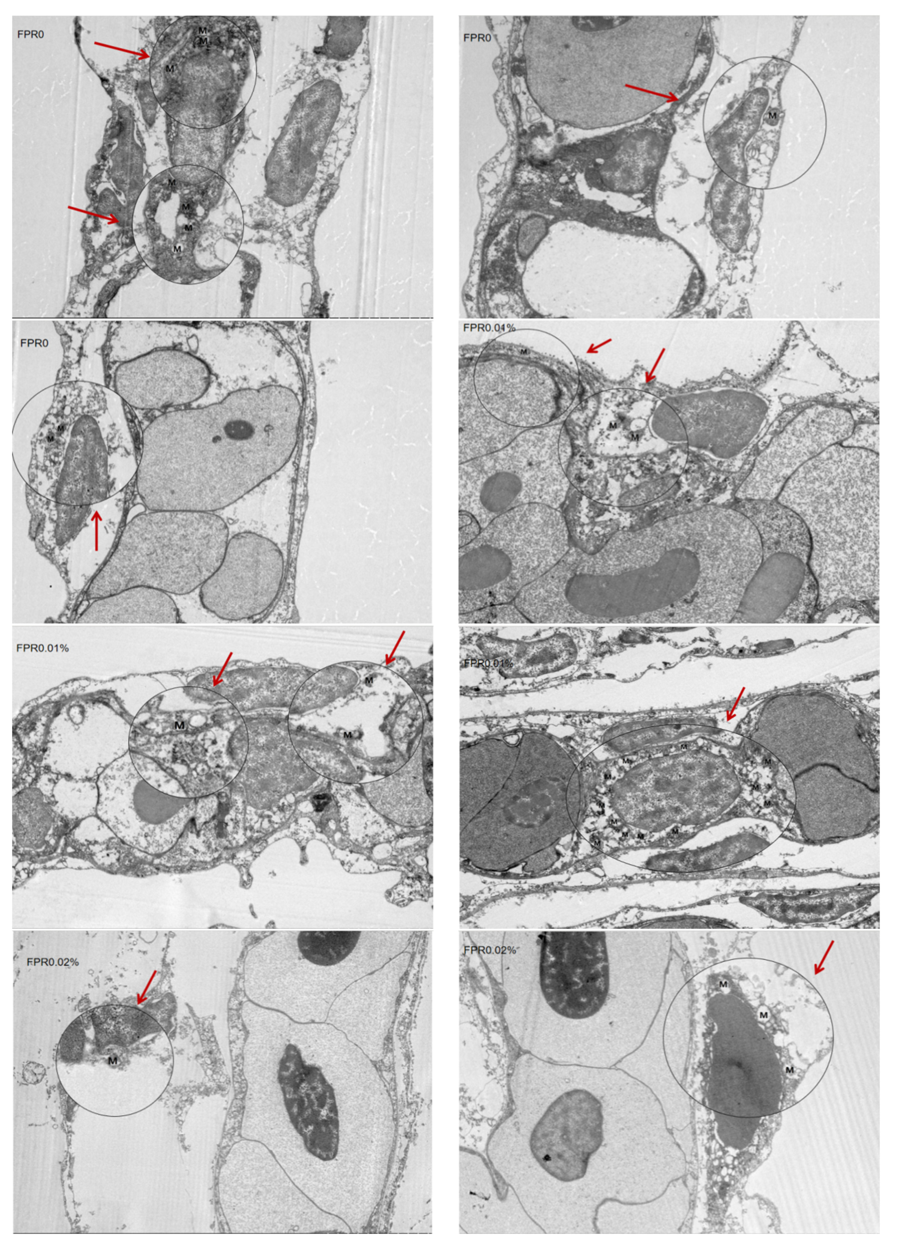 Antioxidants 14 00738 g005a