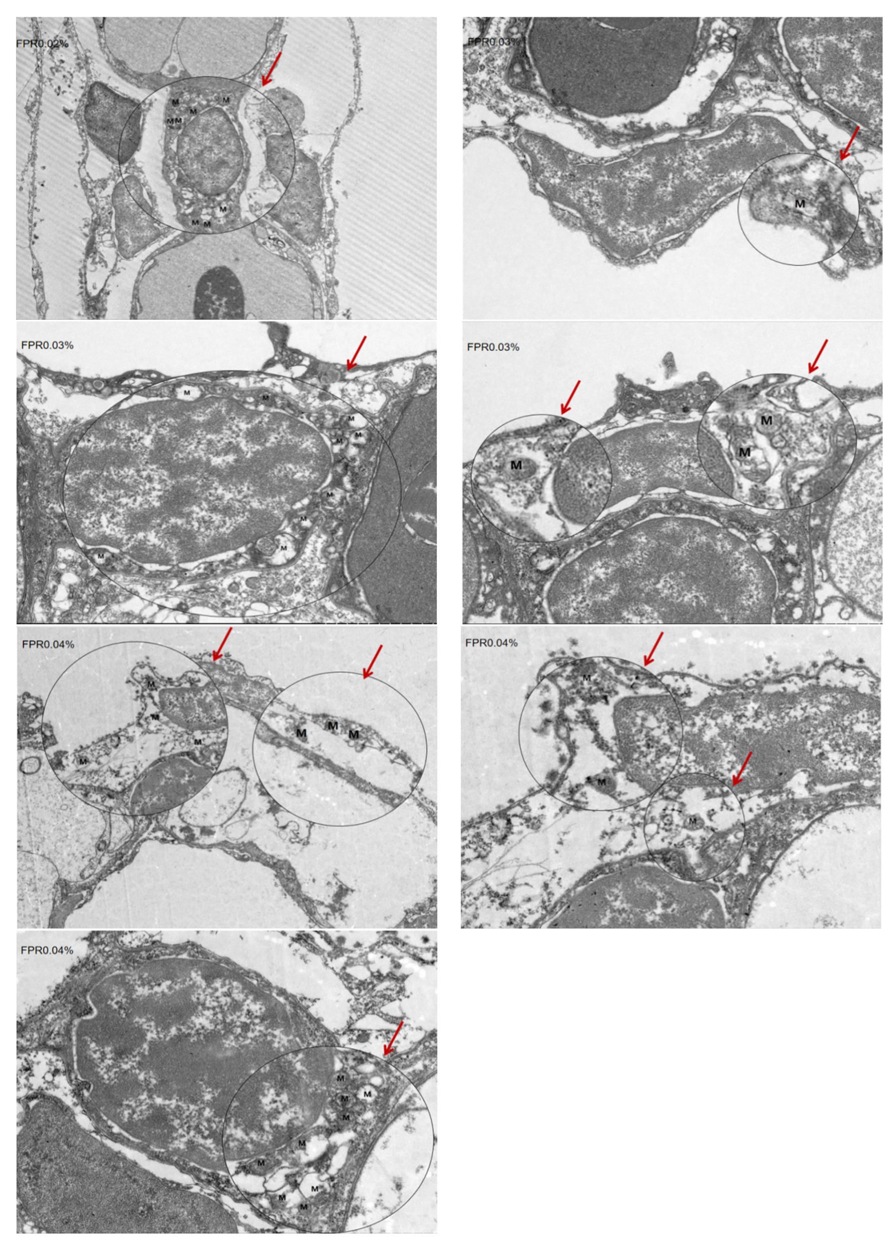 Antioxidants 14 00738 g005b