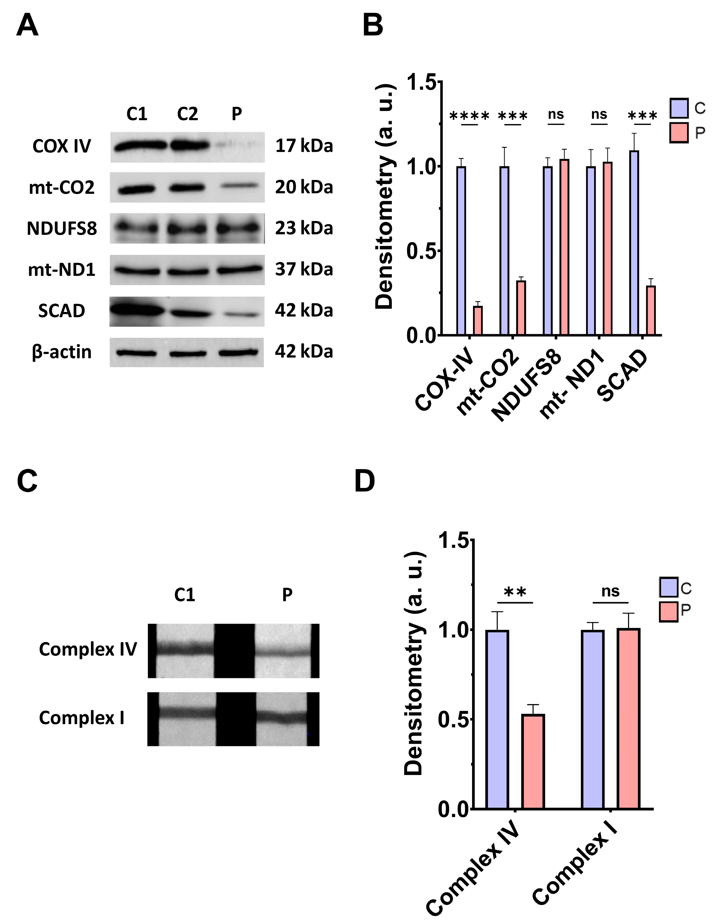 Antioxidants 14 00741 g002
