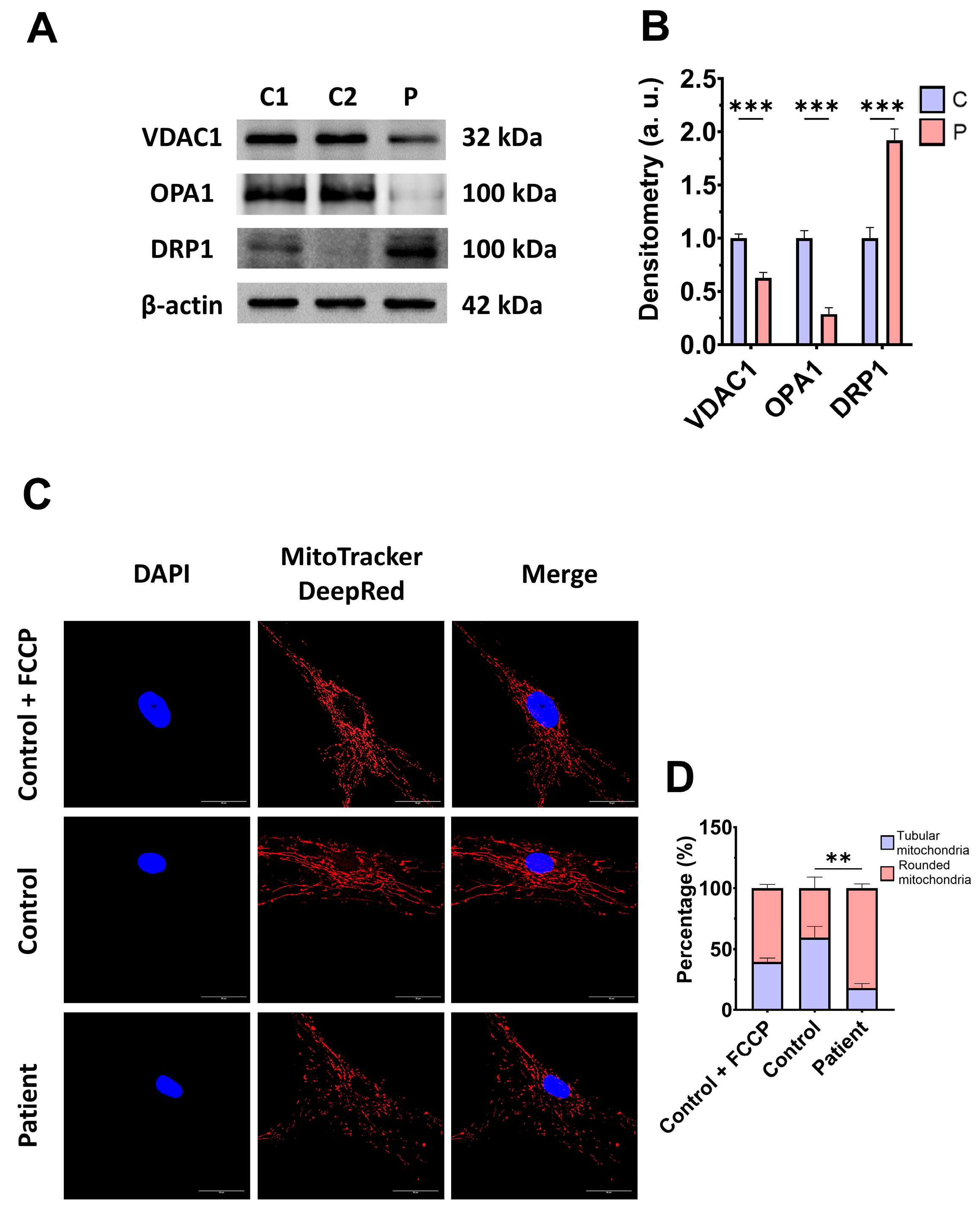 Antioxidants 14 00741 g004