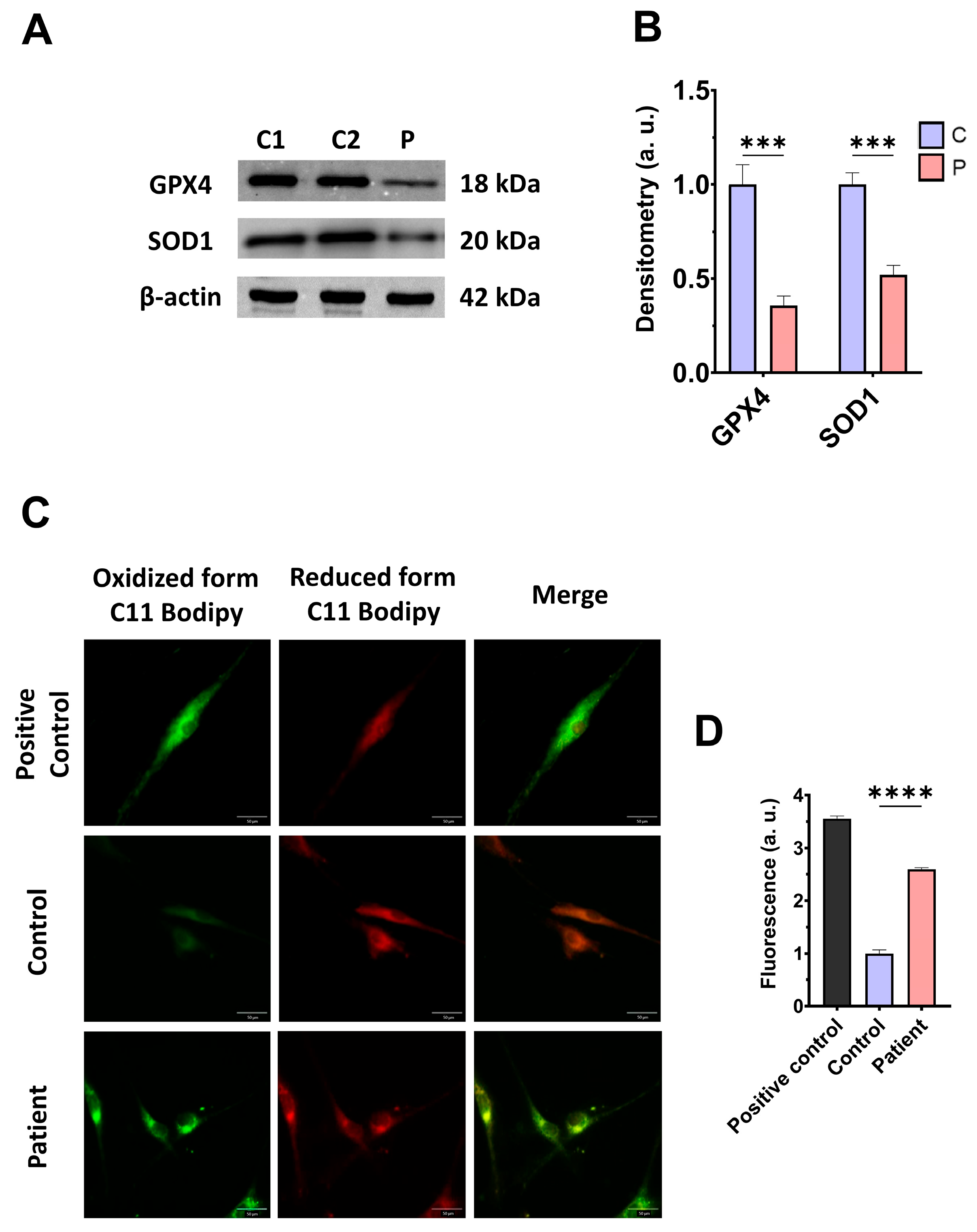 Antioxidants 14 00741 g005