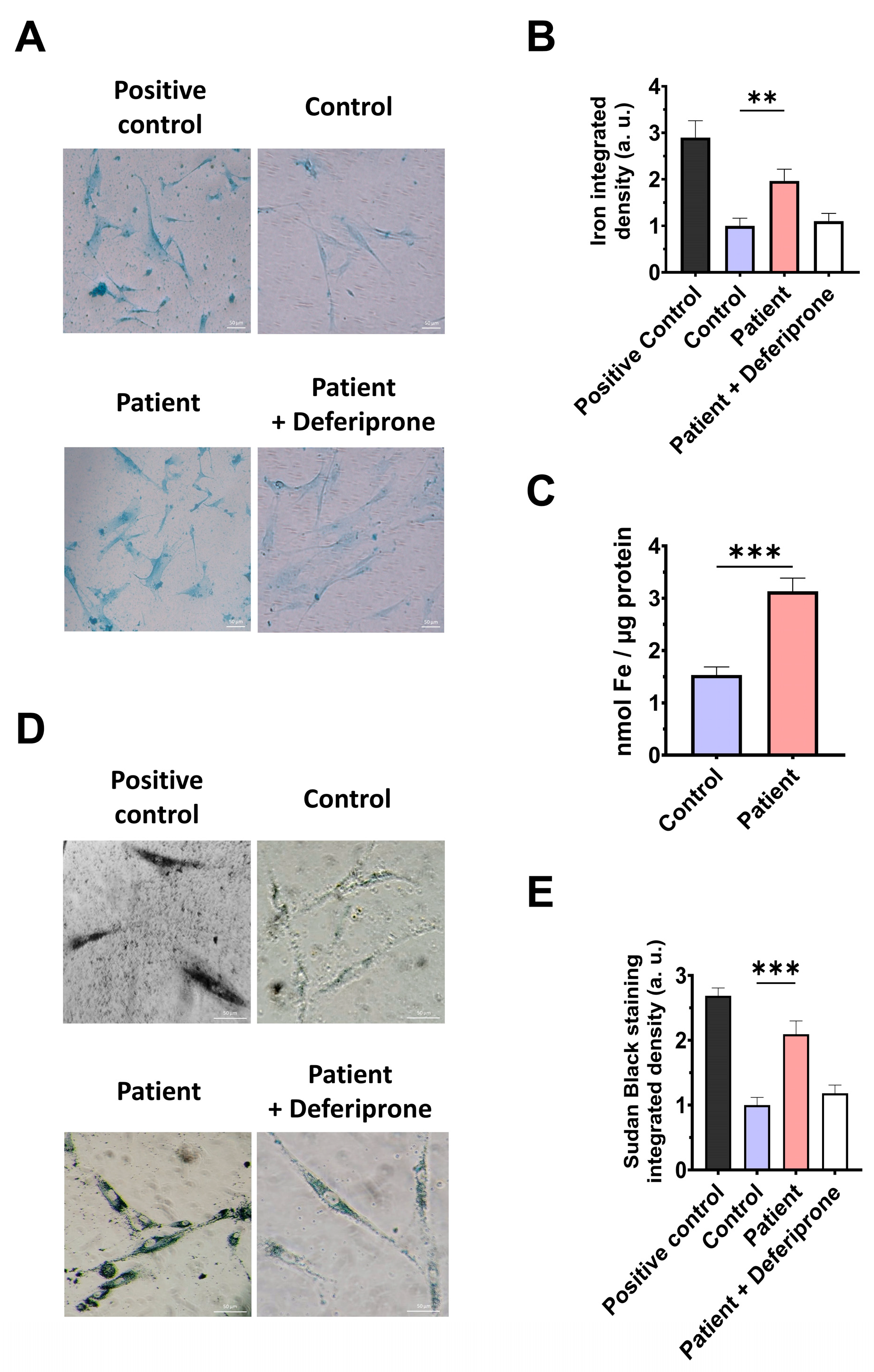 Antioxidants 14 00741 g006
